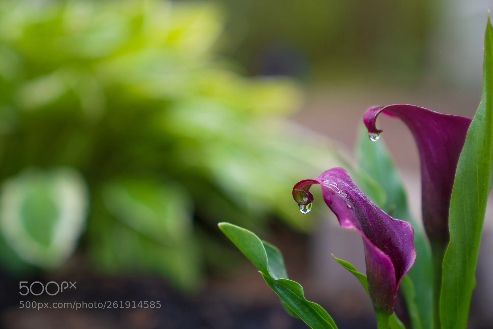 Sony a7R III sample photo. Is this the master photography