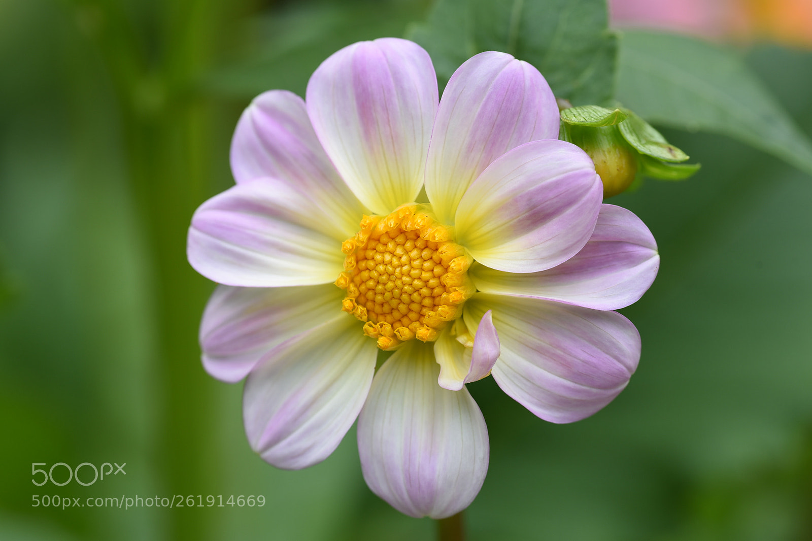 Nikon D750 sample photo. Light pink color flower photography