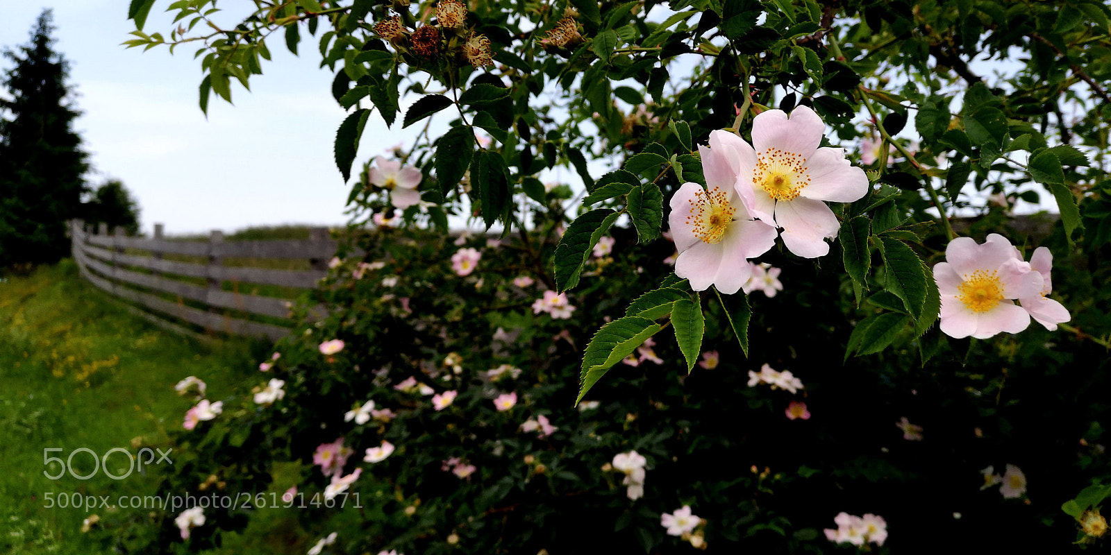 HUAWEI P20 sample photo. Dog rose bush photography