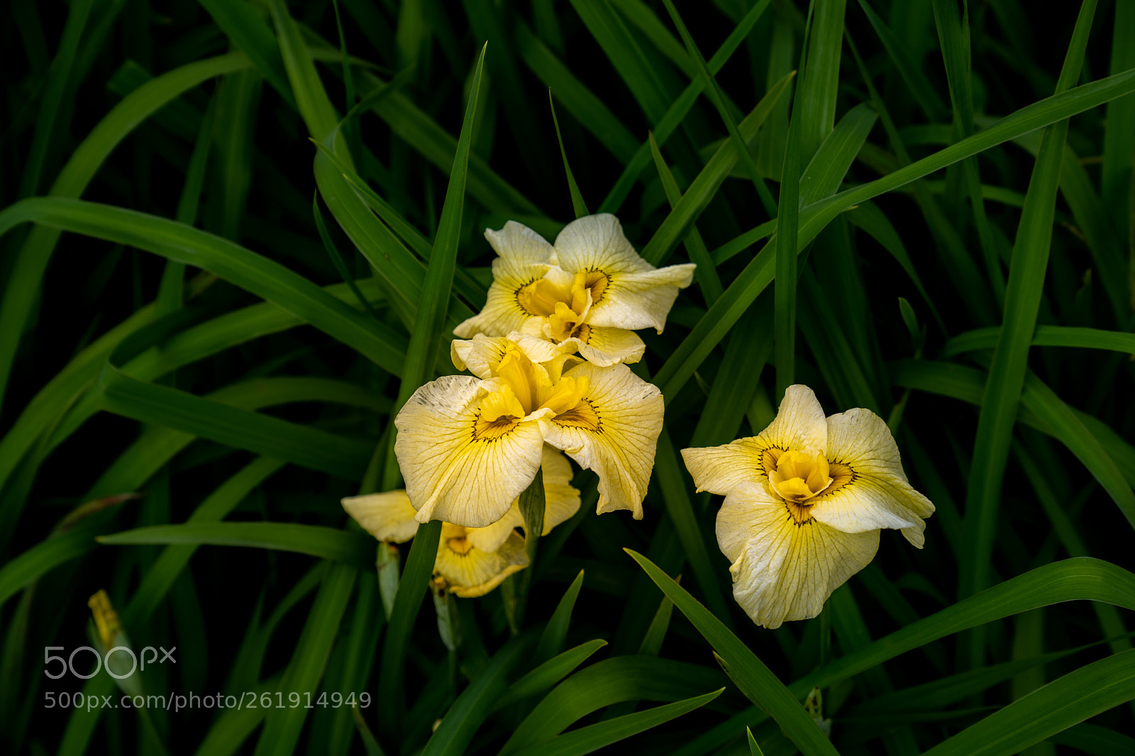 Sony a7 III sample photo. Dsc photography