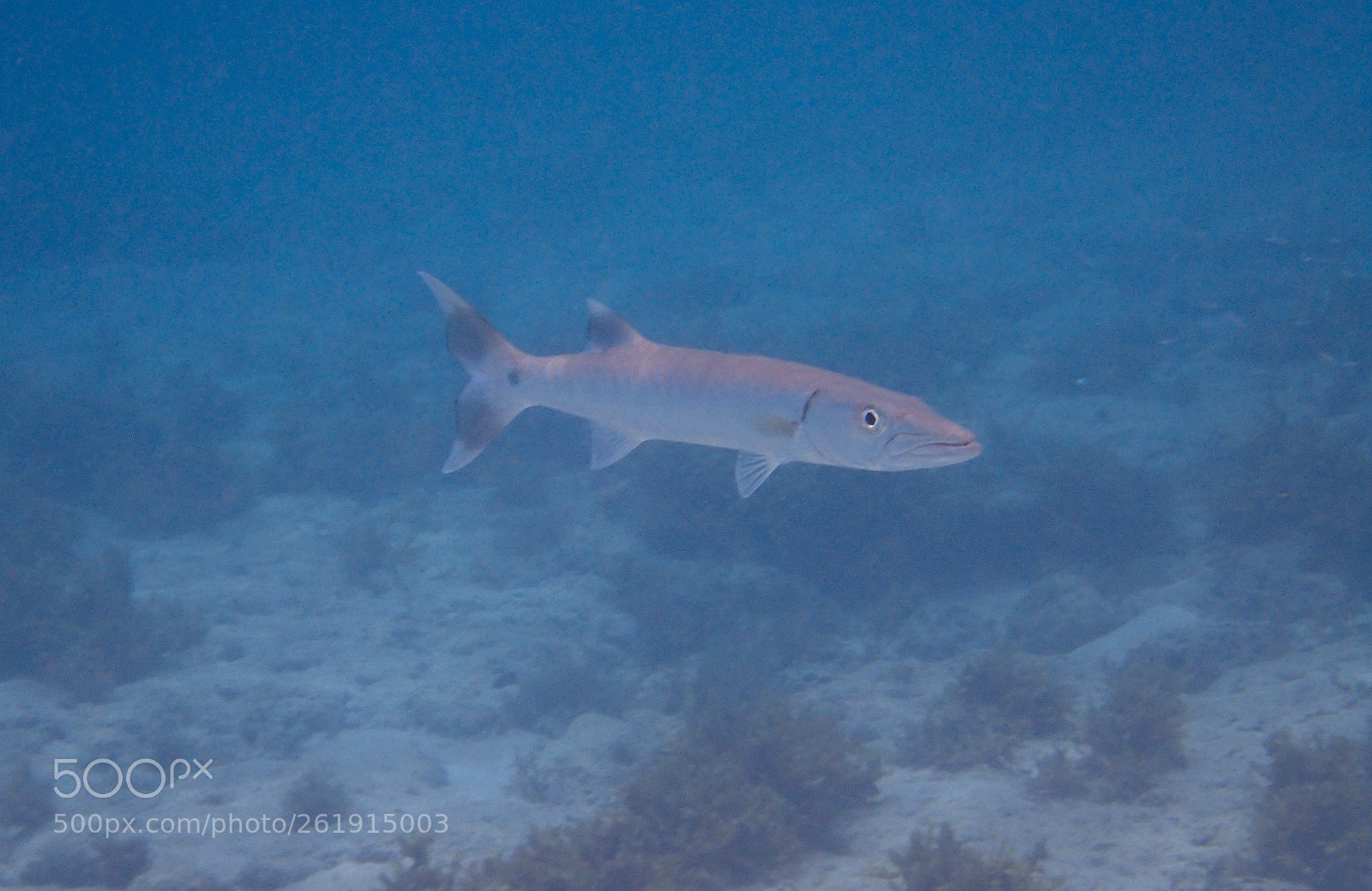 Olympus TG-3 sample photo. Great barracuda photography