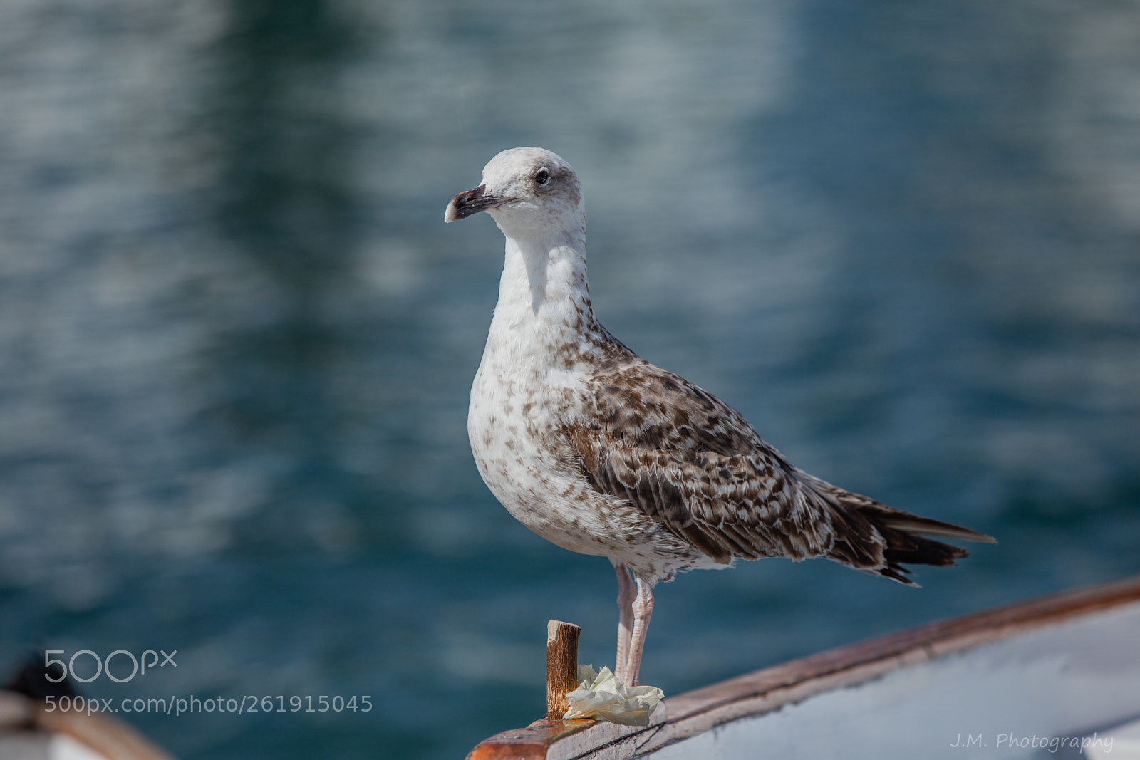 Canon EOS 6D sample photo. Seagull photography
