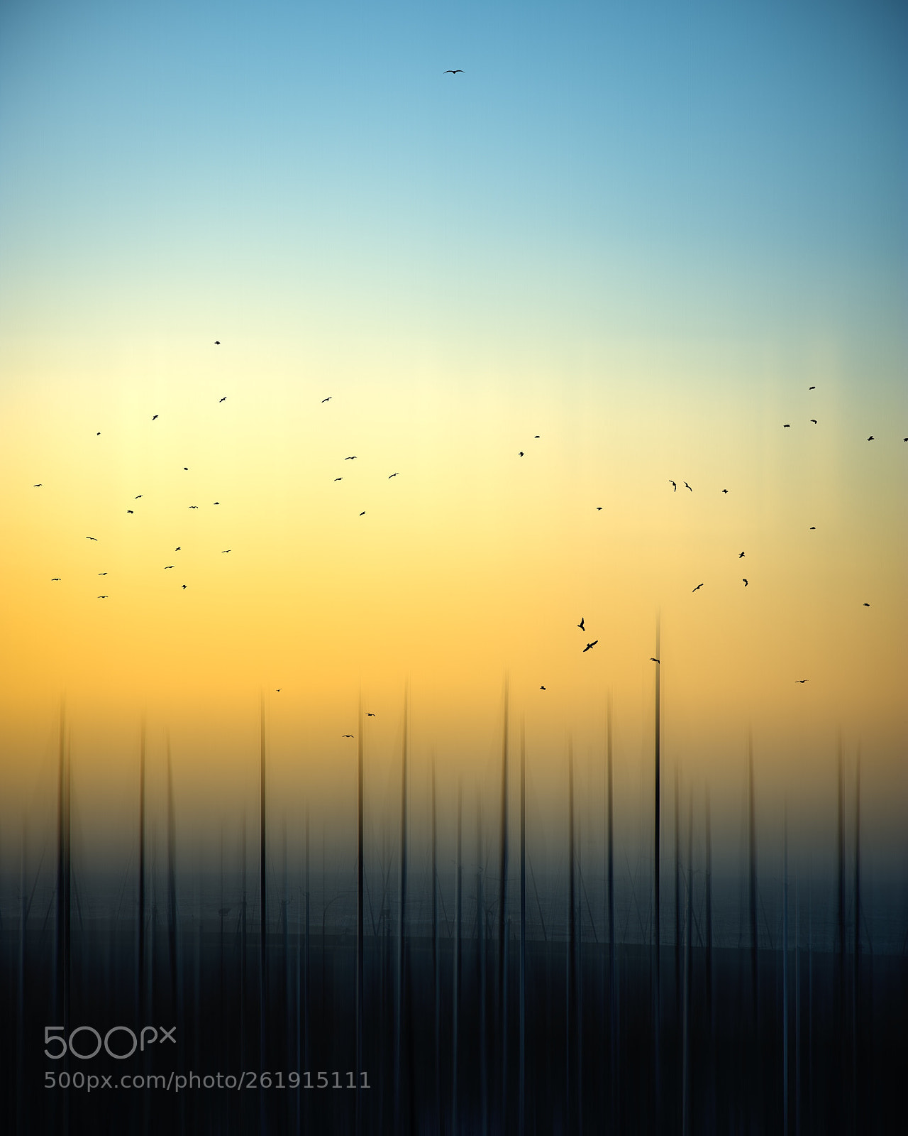 Nikon D700 sample photo. Flock of seagulls photography