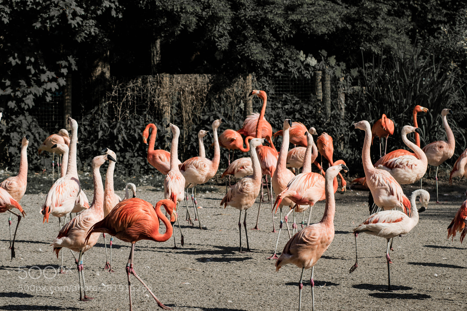 Nikon D3300 sample photo. Flamingos photography
