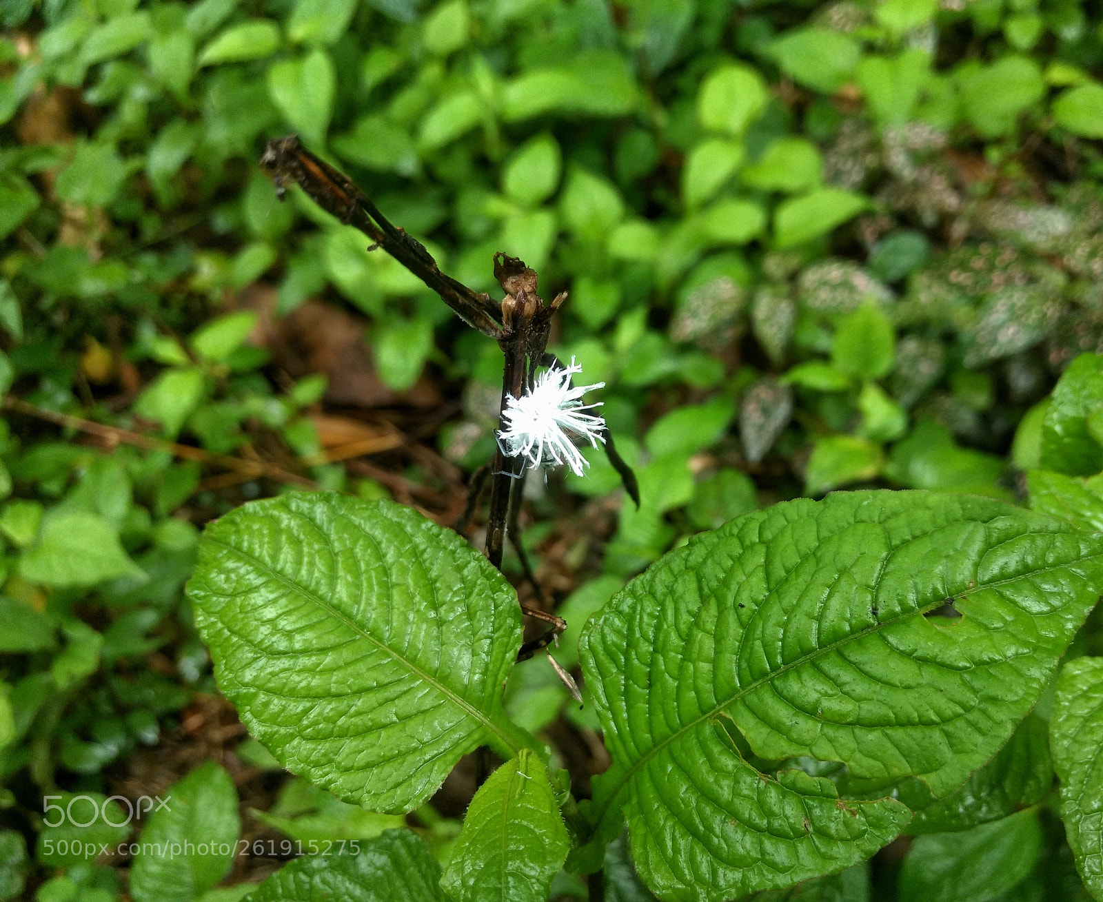 Motorola Moto G (4) sample photo. Insect photography