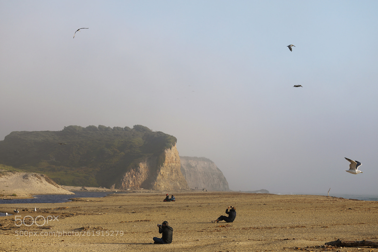 Canon EOS 5D Mark IV sample photo. Watching and photographing pelicans photography