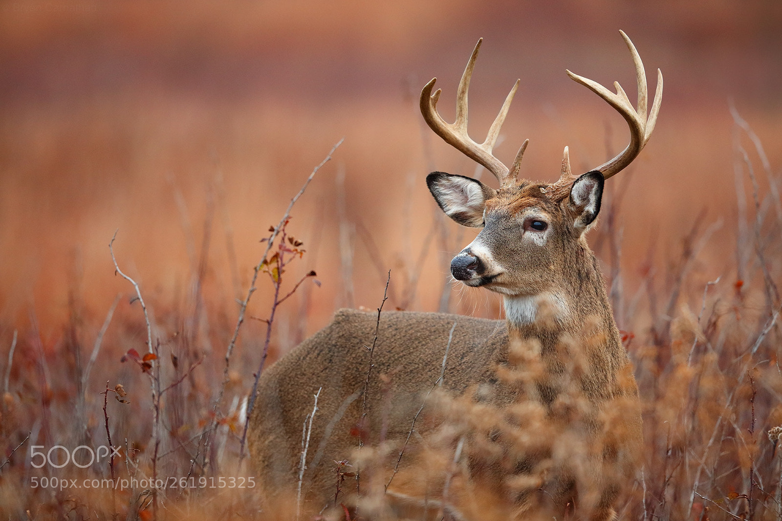 Canon EOS 5DS R sample photo. Join me for whitetail photography