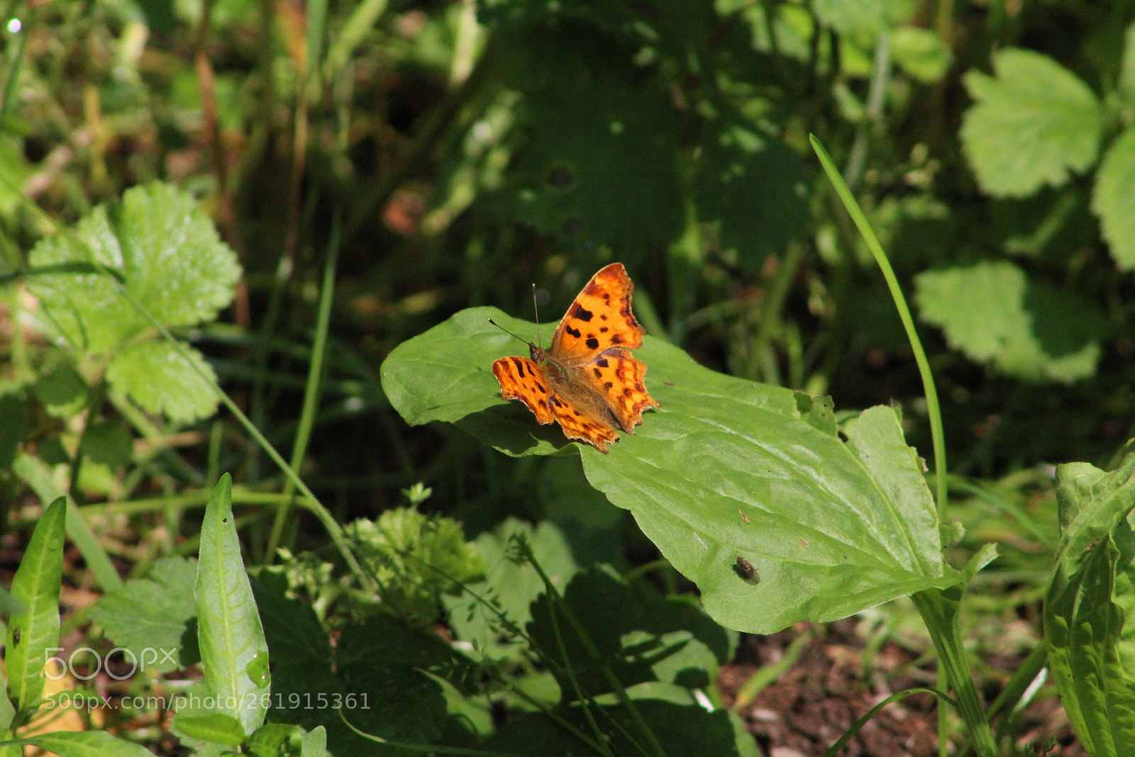 Canon EF 75-300mm f/4-5.6 sample photo. Sunnyfly photography