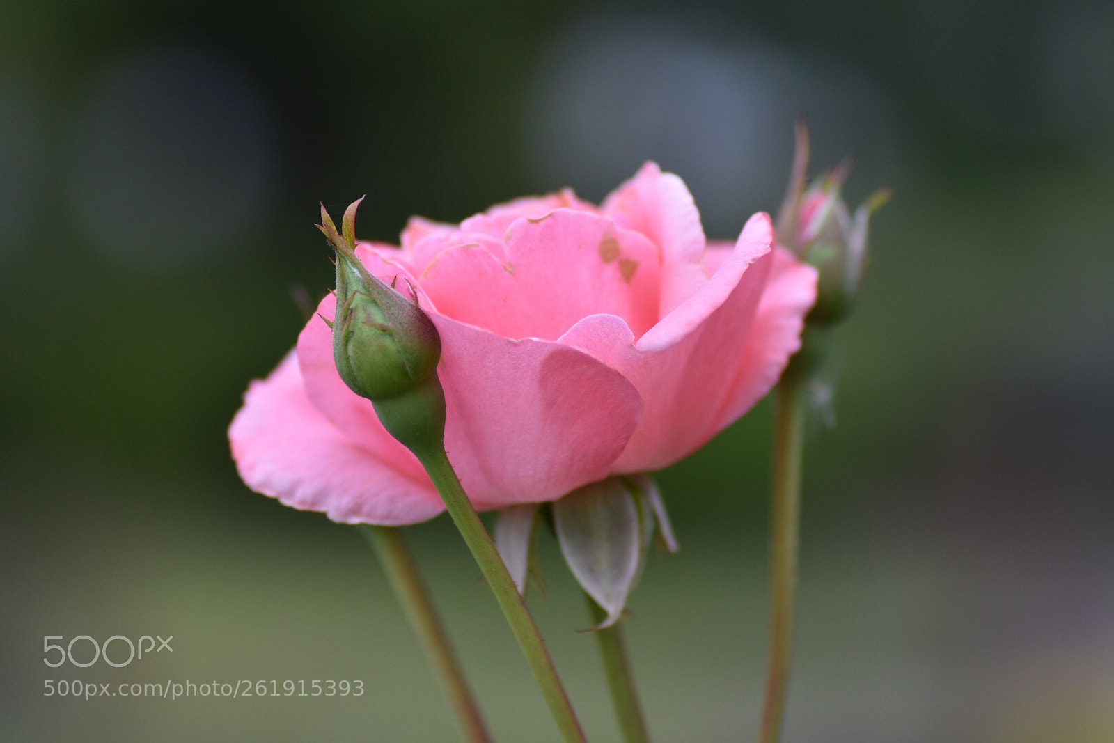 Nikon D7200 sample photo. Rose photography