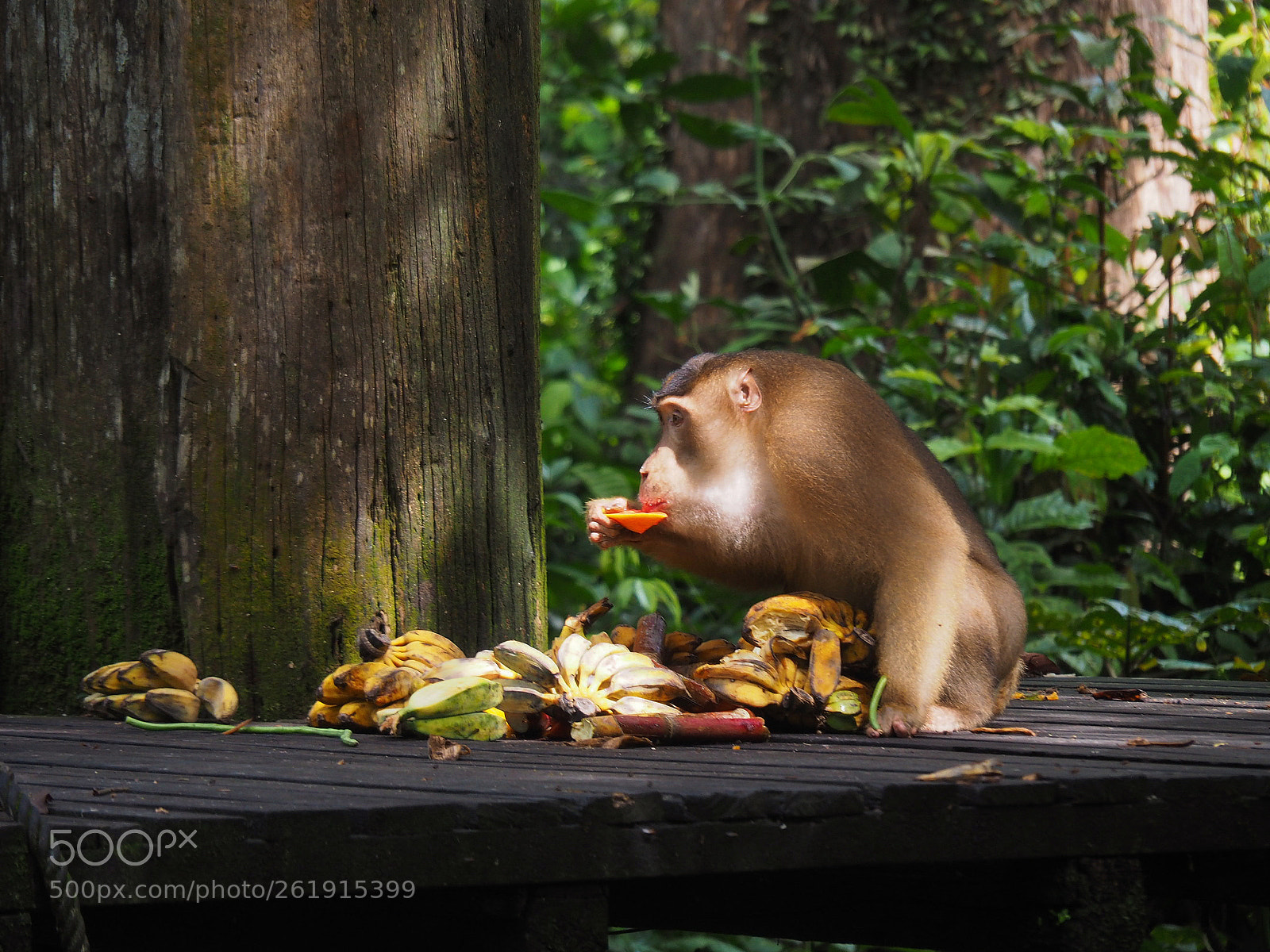 Olympus OM-D E-M10 II sample photo. Cheeky macaque photography