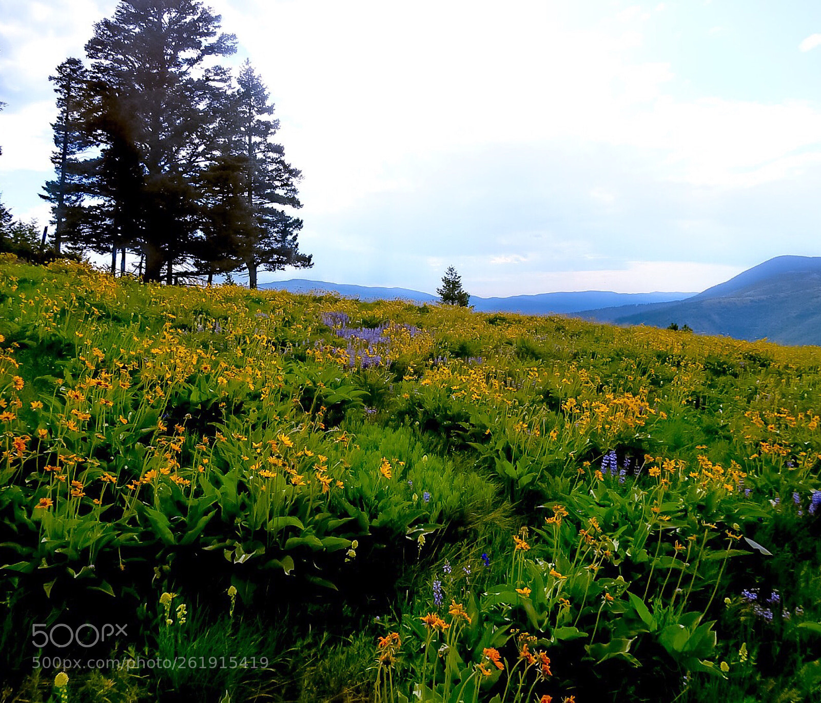 Nikon Coolpix P900 sample photo. Serene meadows  photography