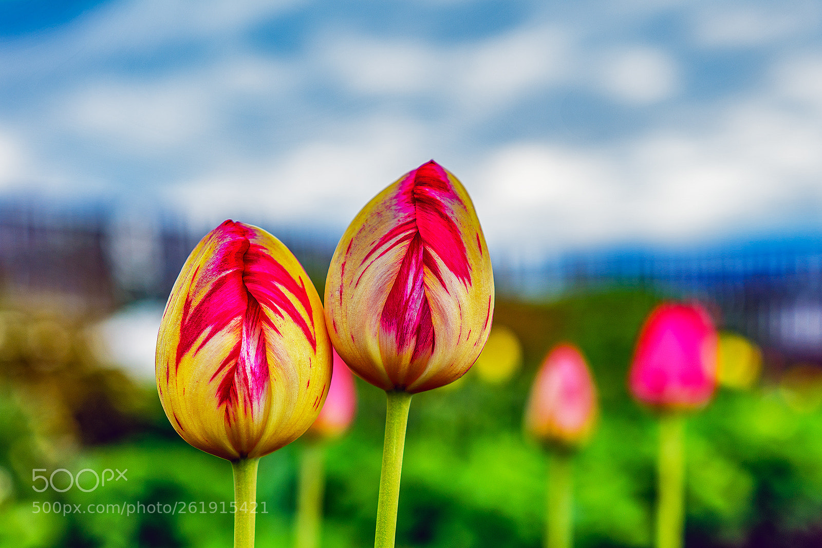 Nikon D7100 sample photo. Тюльпаны. photography