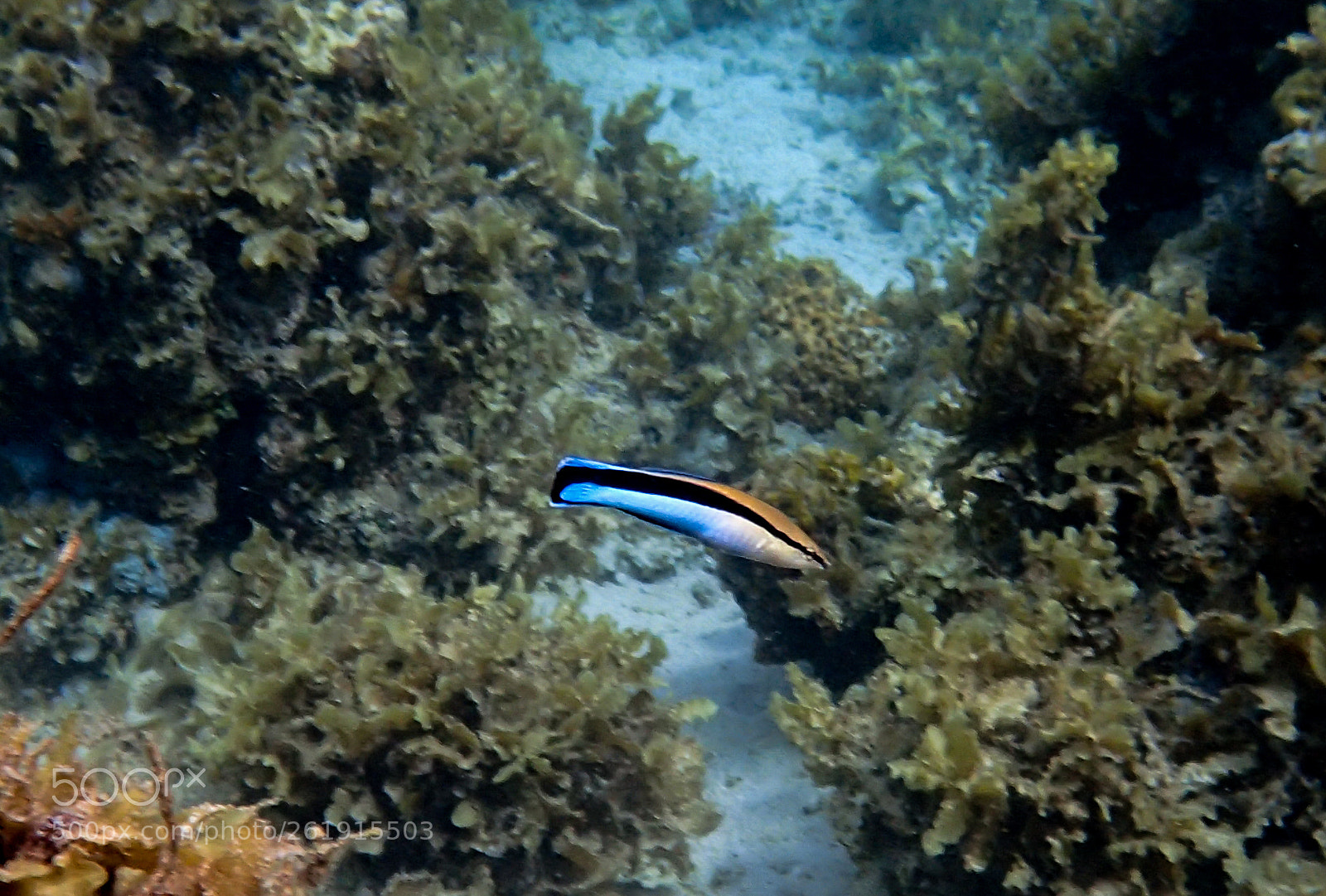 Olympus TG-3 sample photo. A cleaner wrasse photography