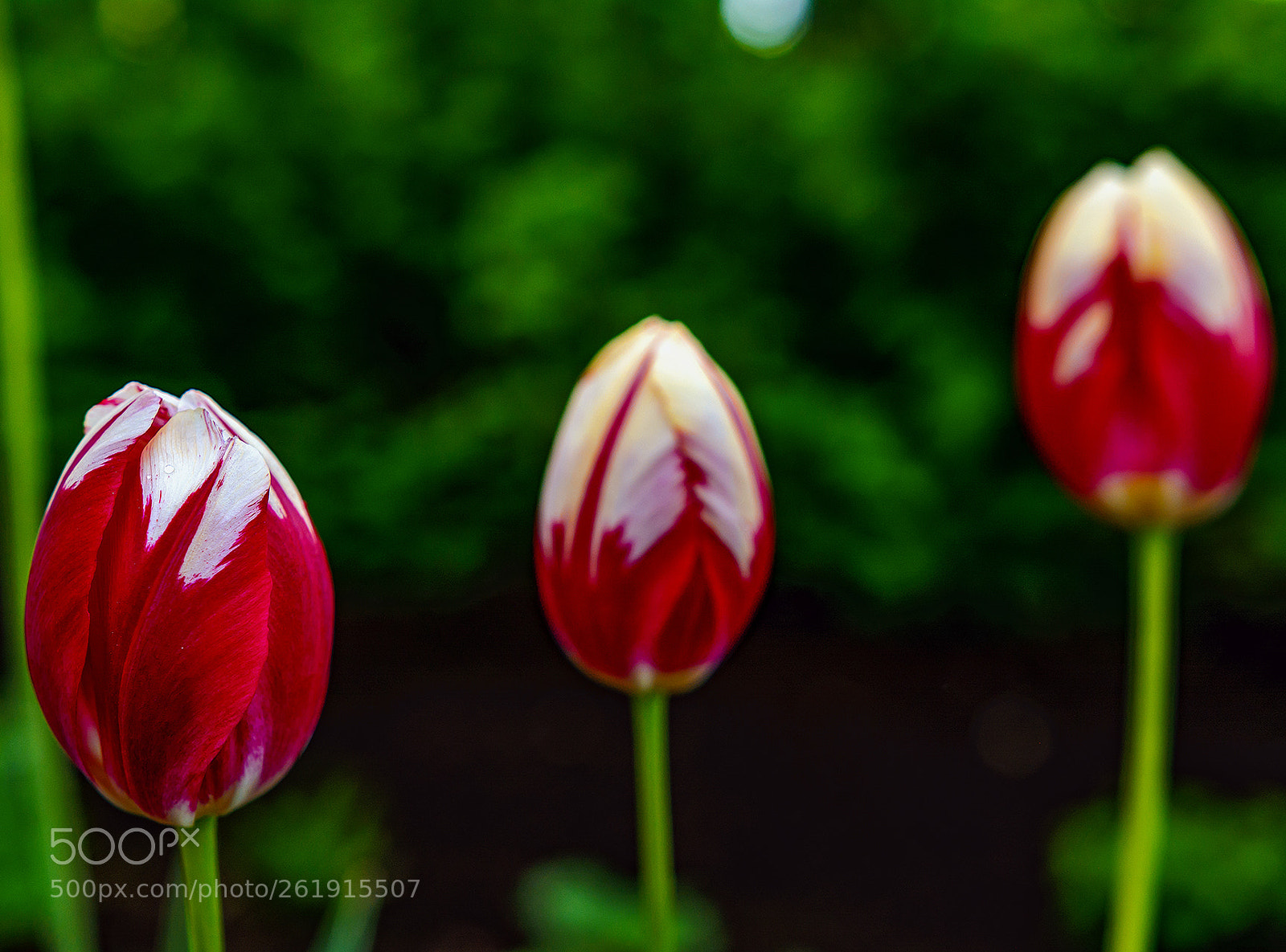 Nikon D7100 sample photo. Тюльпаны...... photography