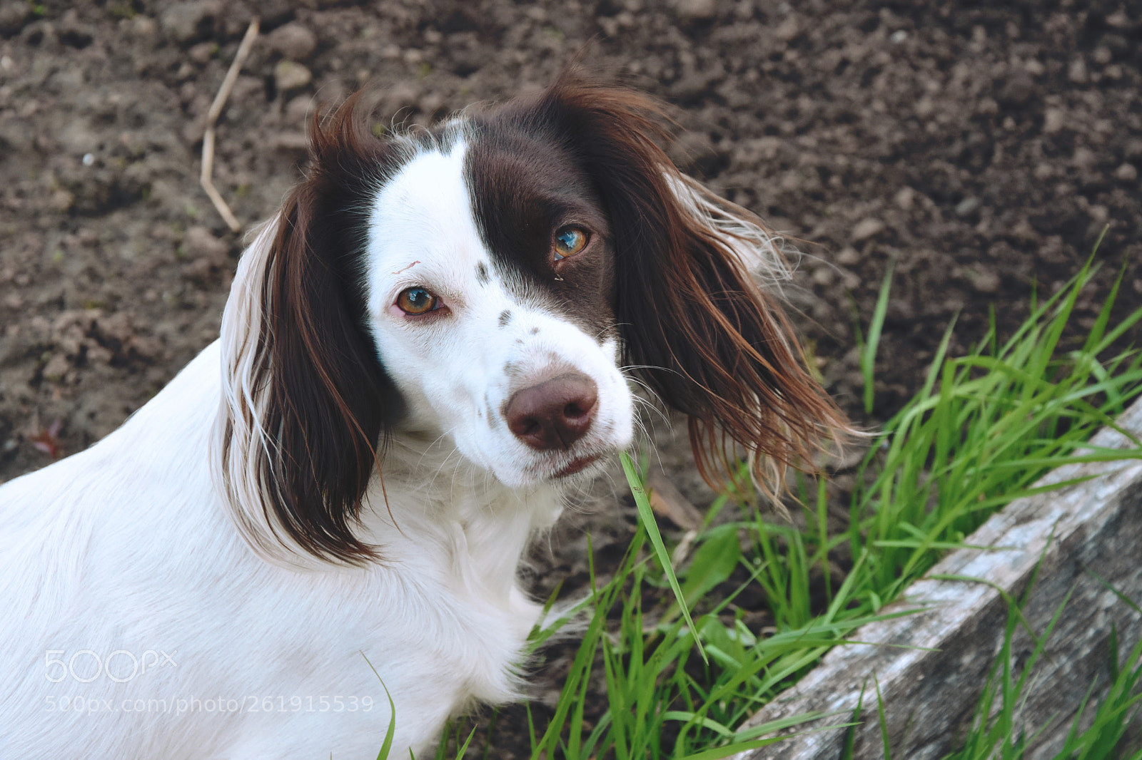 Nikon D7200 sample photo. Princess photography