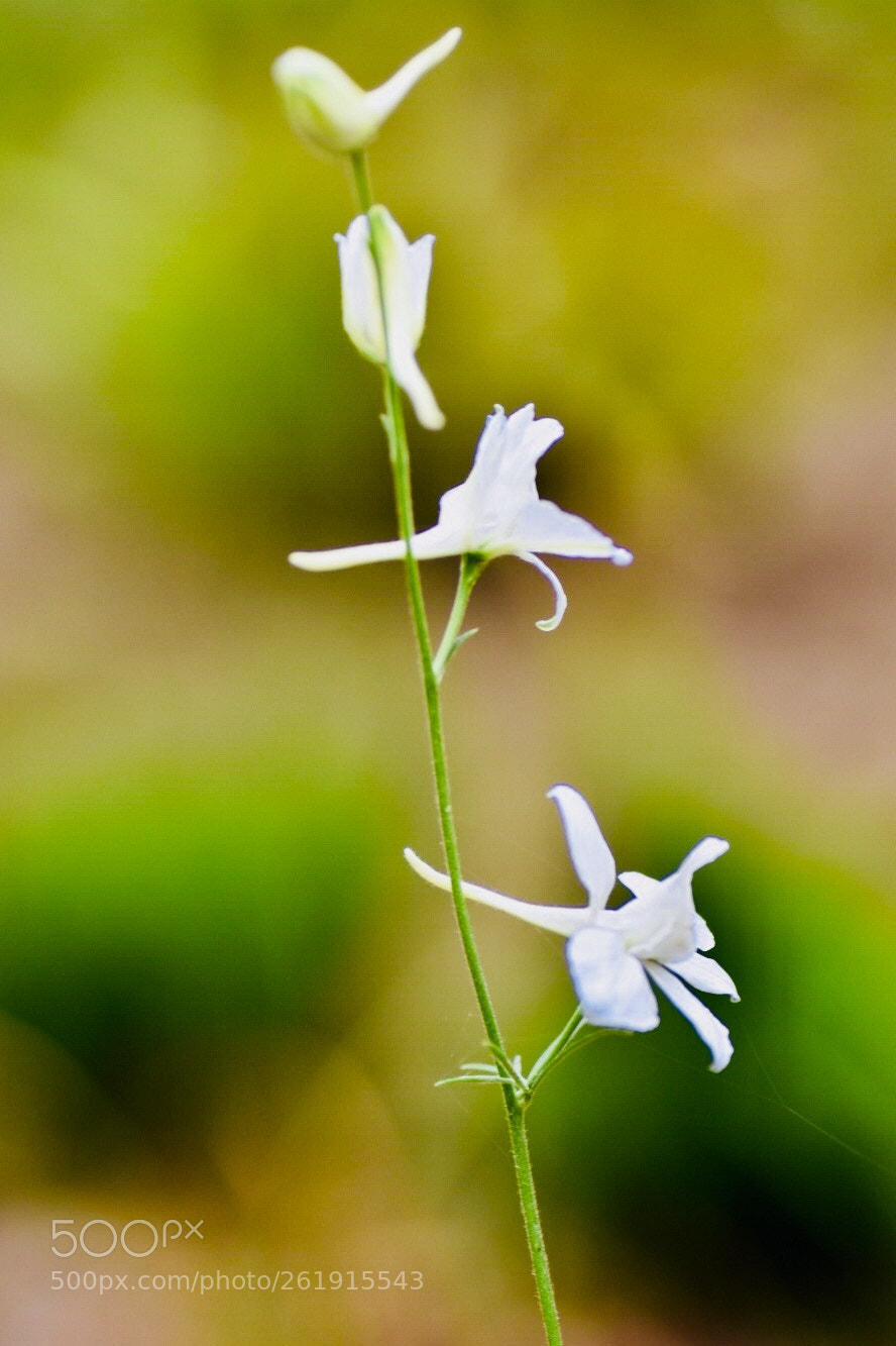 Nikon D7200 sample photo. Step by step photography