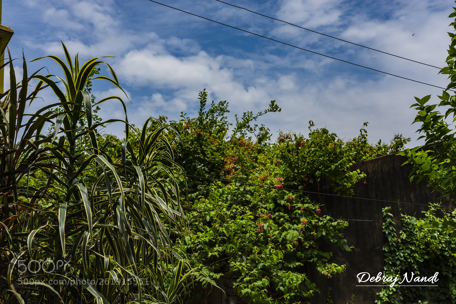 Nikon D7200 sample photo. The abandoned garden photography