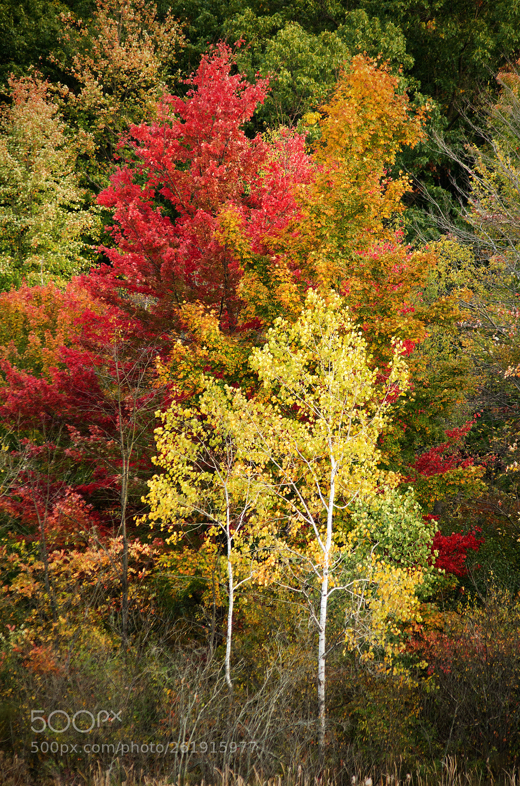 Pentax K-30 sample photo. Just red and gold photography