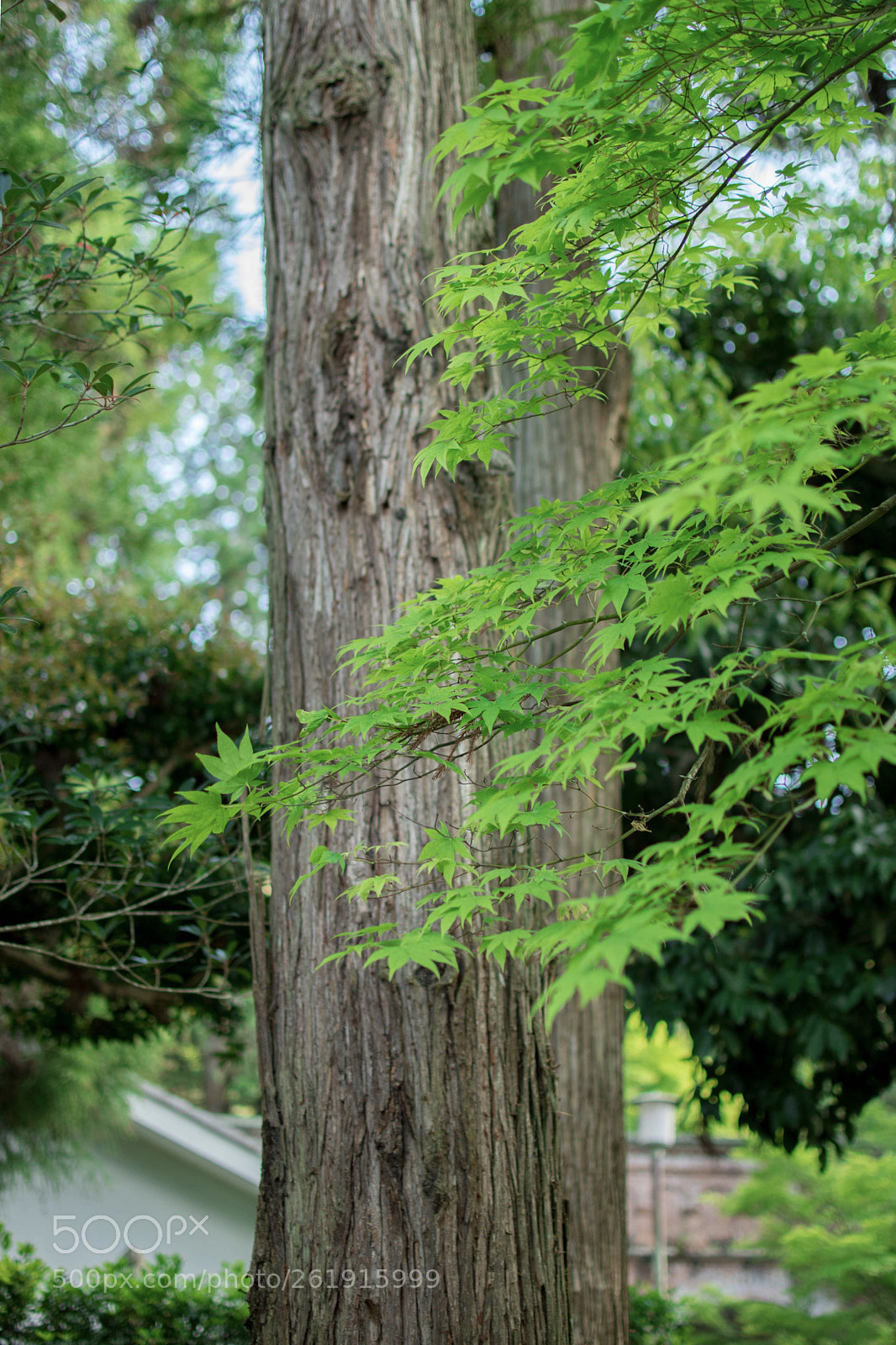 Nikon D5500 sample photo. Haze by leaves photography