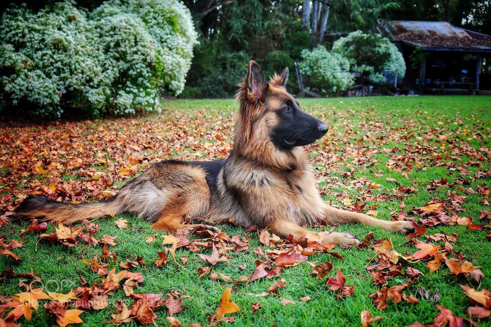 Canon EOS 80D sample photo. Shepherd pup photography