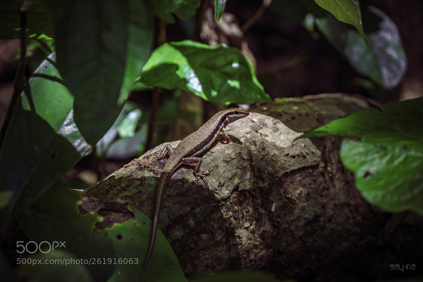 Sony a6000 sample photo. Dasia olivacea photography