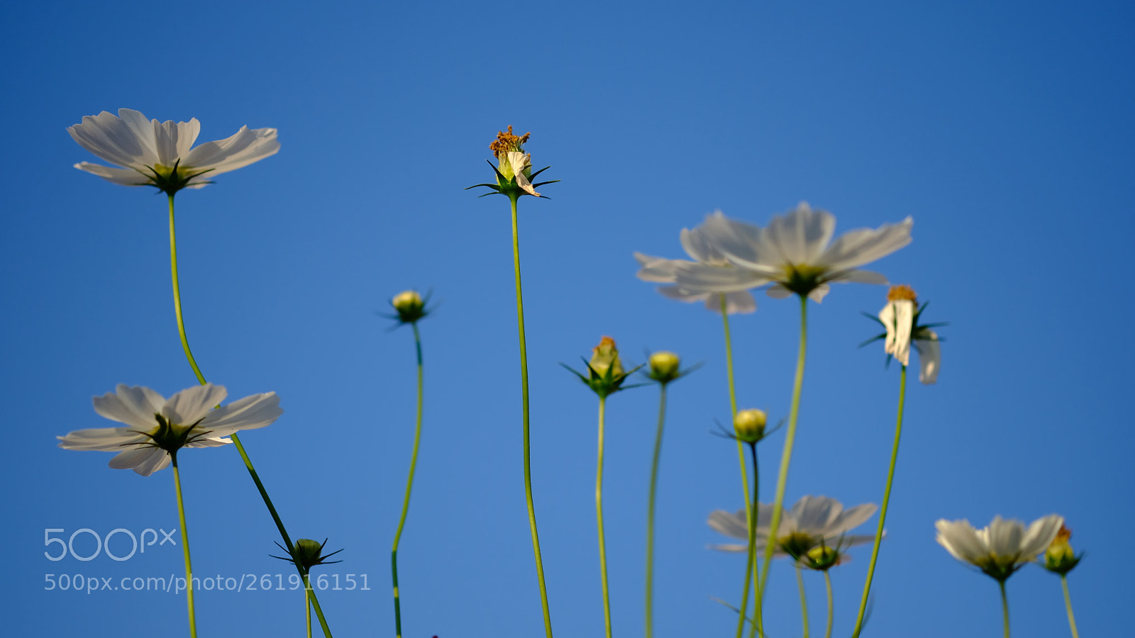 Fujifilm X-T20 sample photo. Dscf photography
