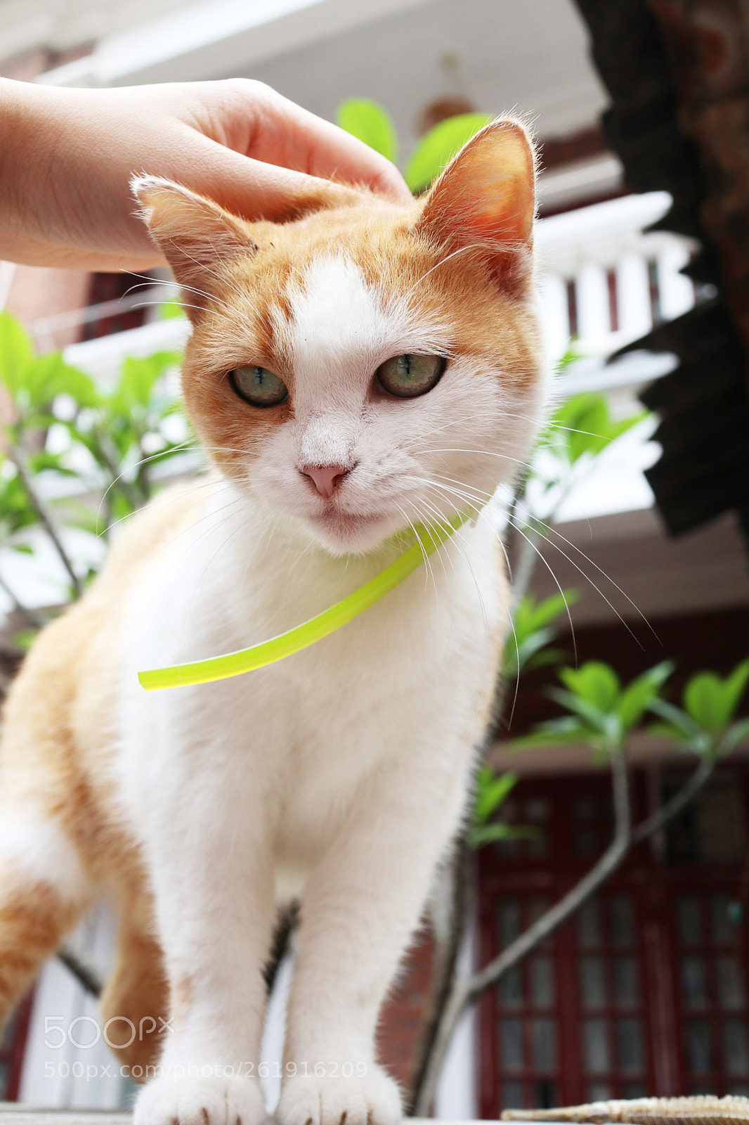 Canon EOS M100 sample photo. Img photography