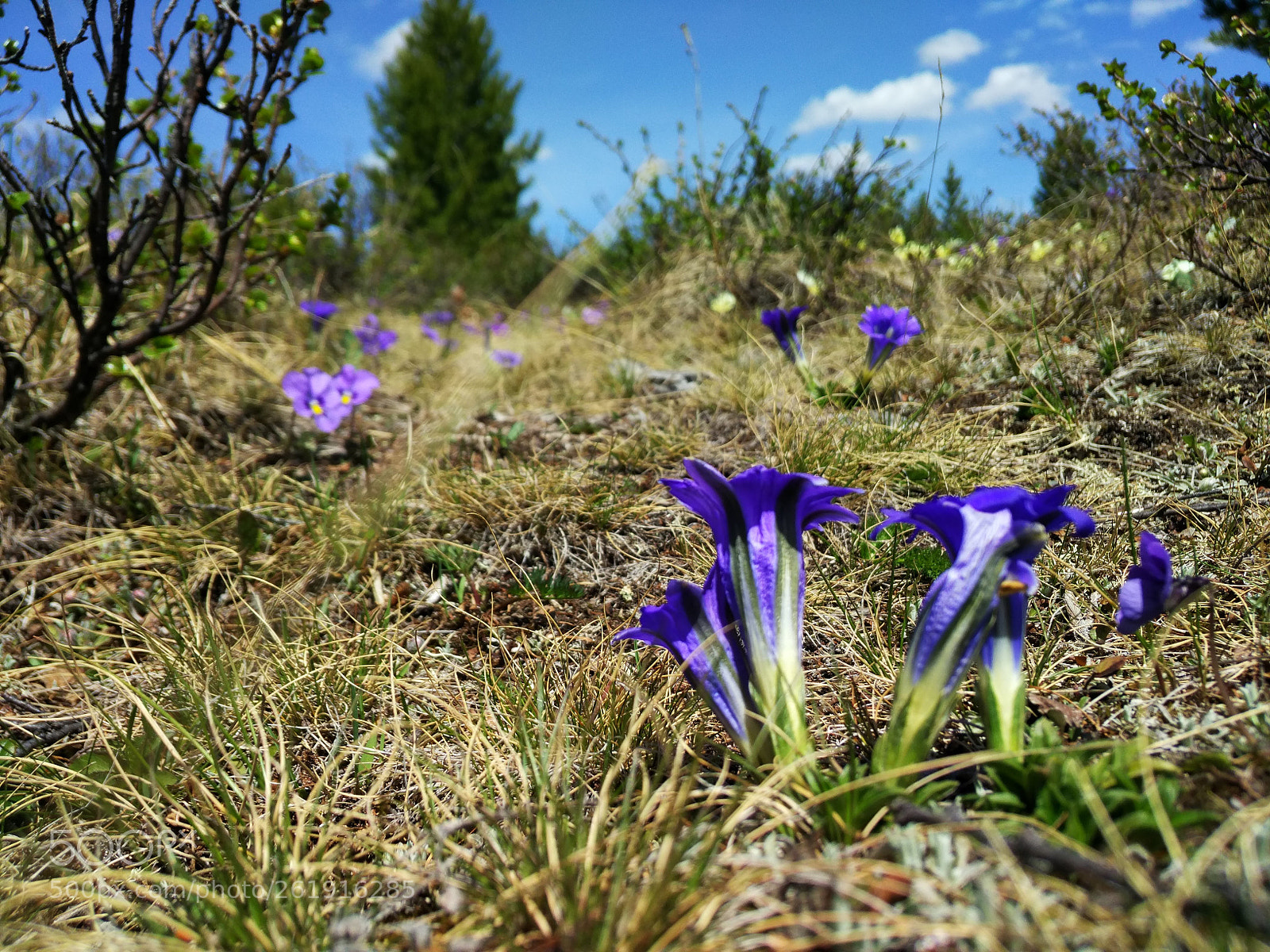 Xiaomi Mi-4c sample photo. горные цветы photography