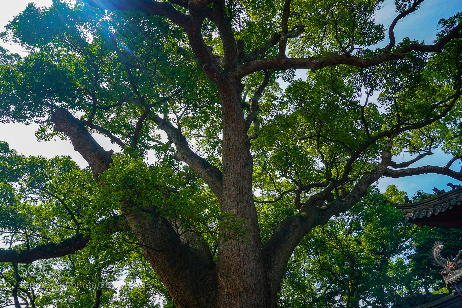 Sony a6500 sample photo. Mount putuo photography