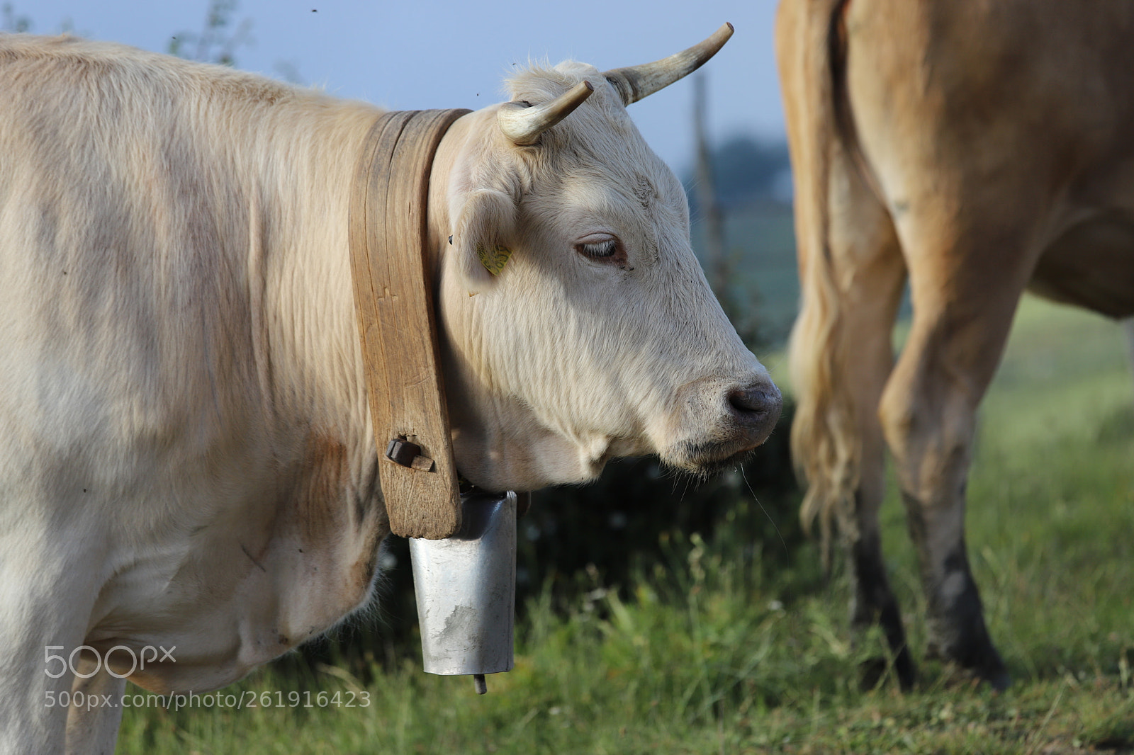 Canon EOS 6D Mark II sample photo. Img photography