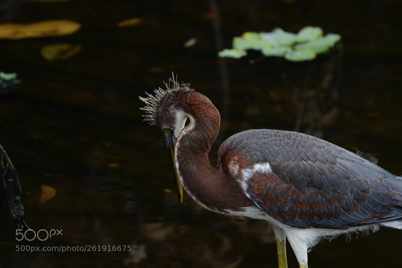 Nikon D800E sample photo. Juvenile tri color heron photography