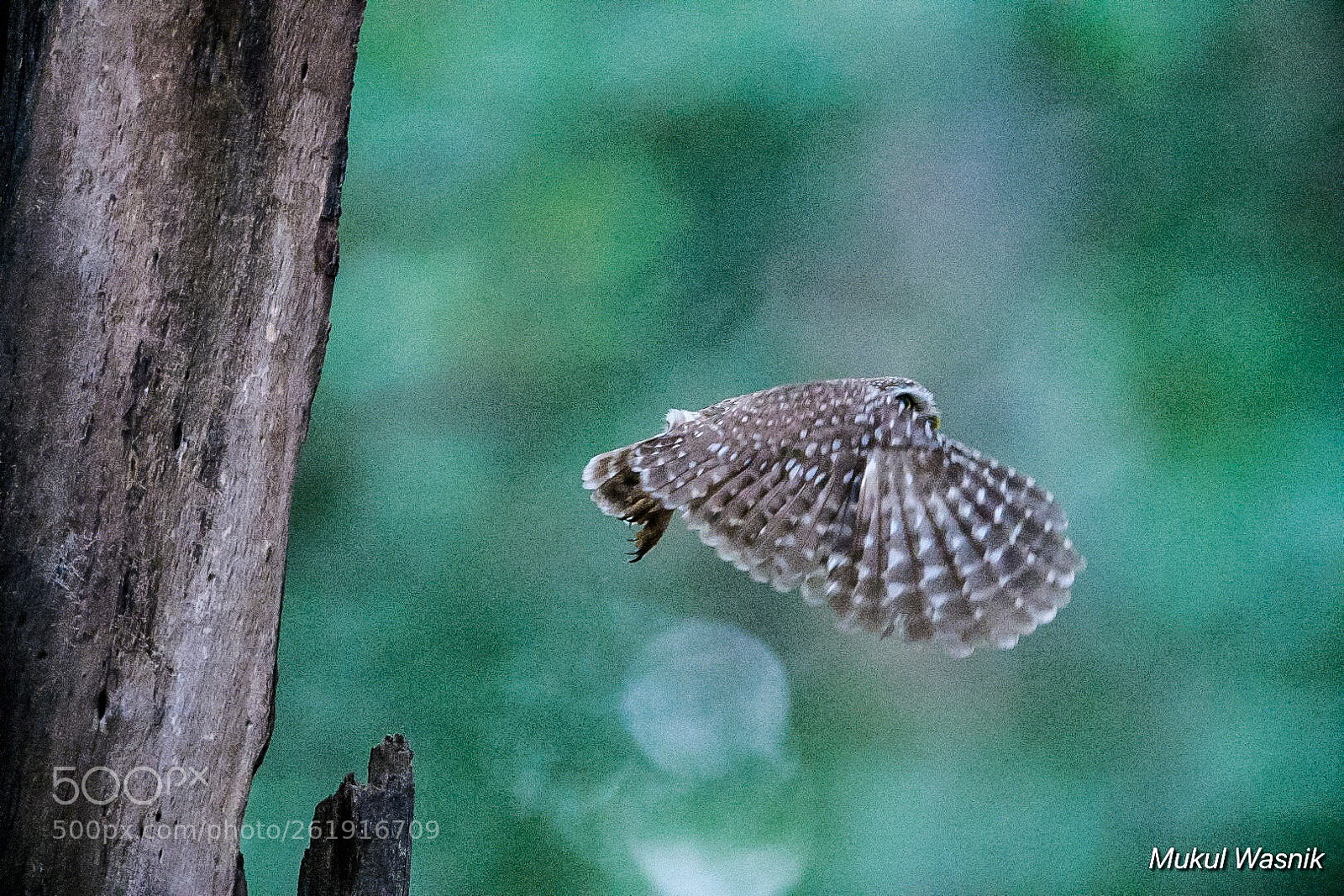 Nikon D850 sample photo. Gone with the wind photography