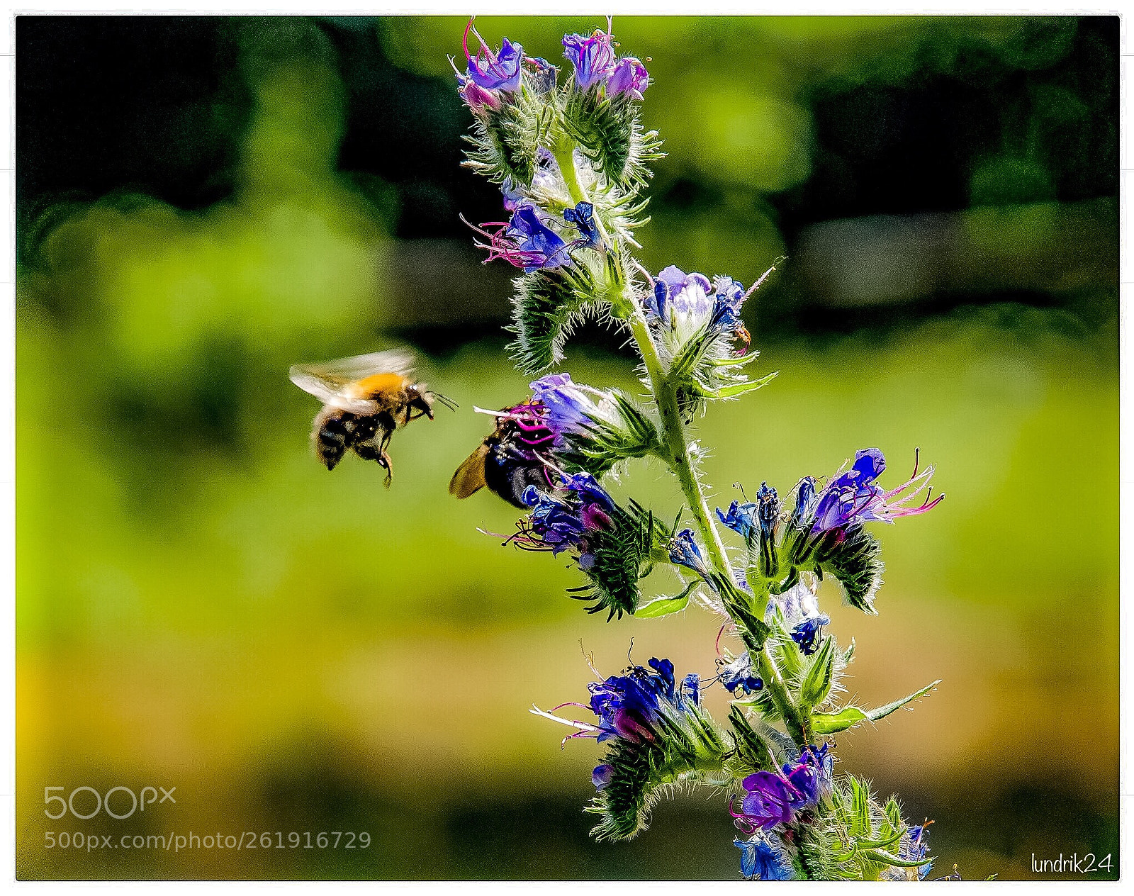 Nikon D7200 sample photo. Hummel photography