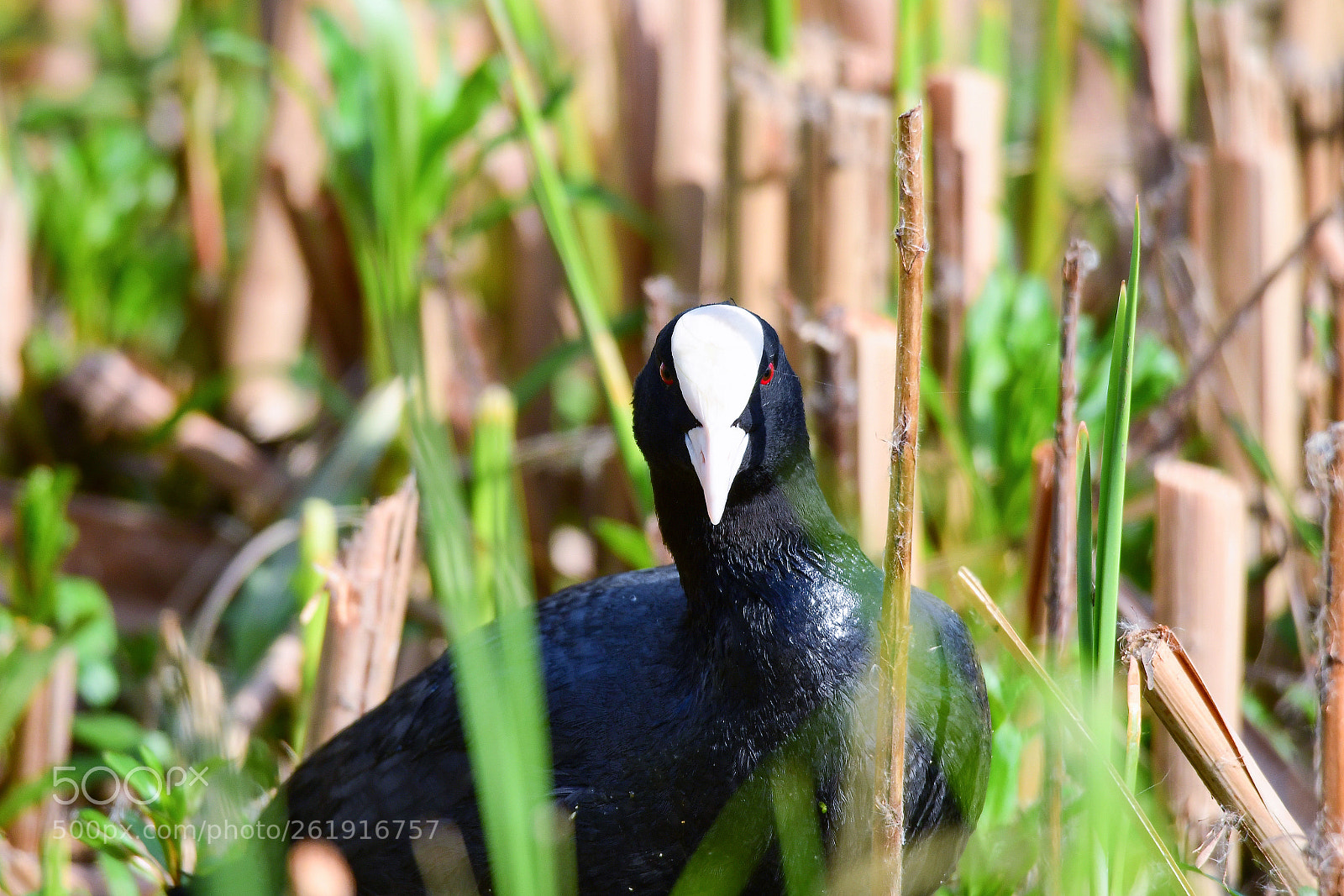 Nikon D500 sample photo. Eurasian coot photography
