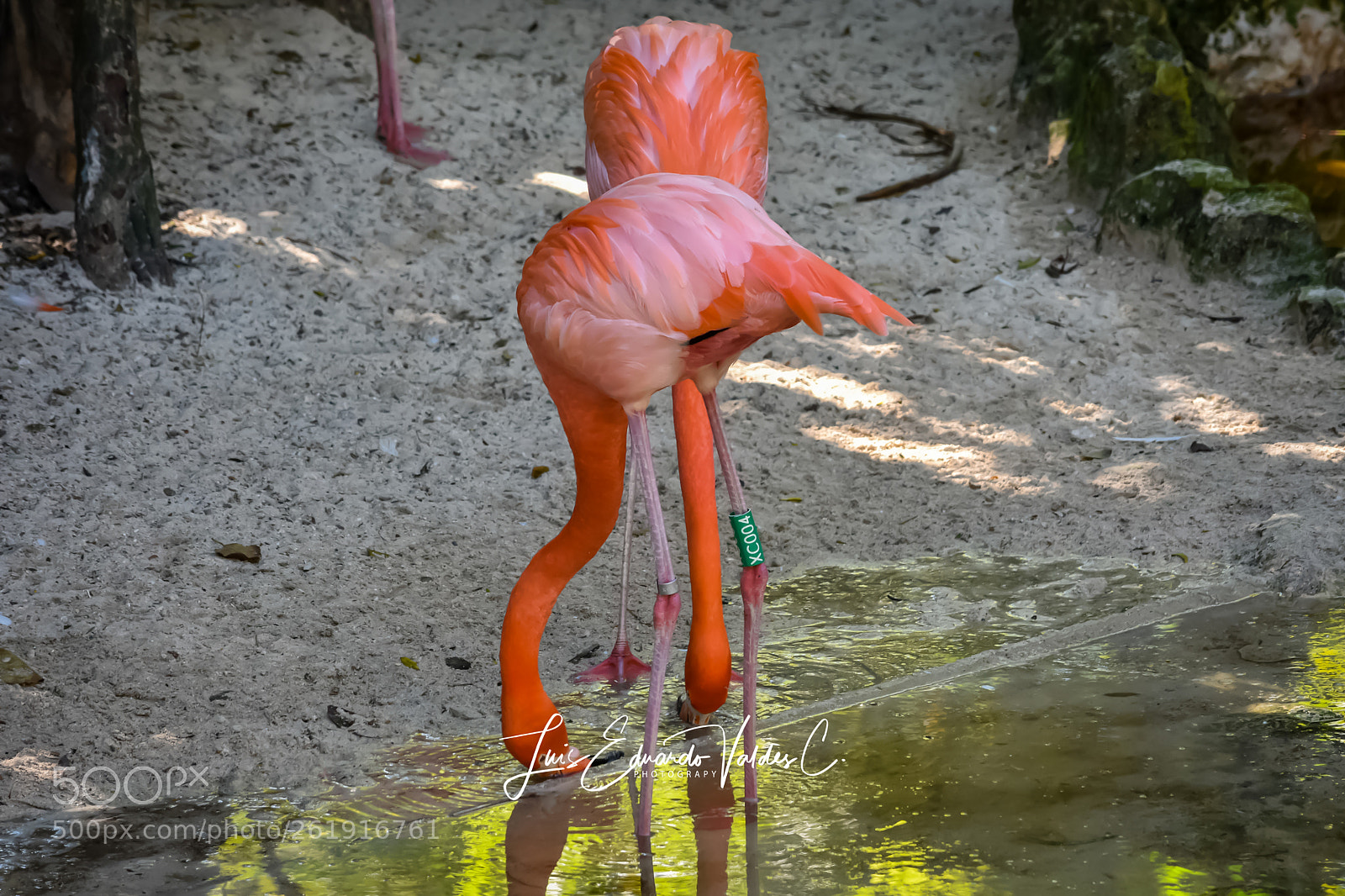 Nikon D7200 sample photo. Rosse photography