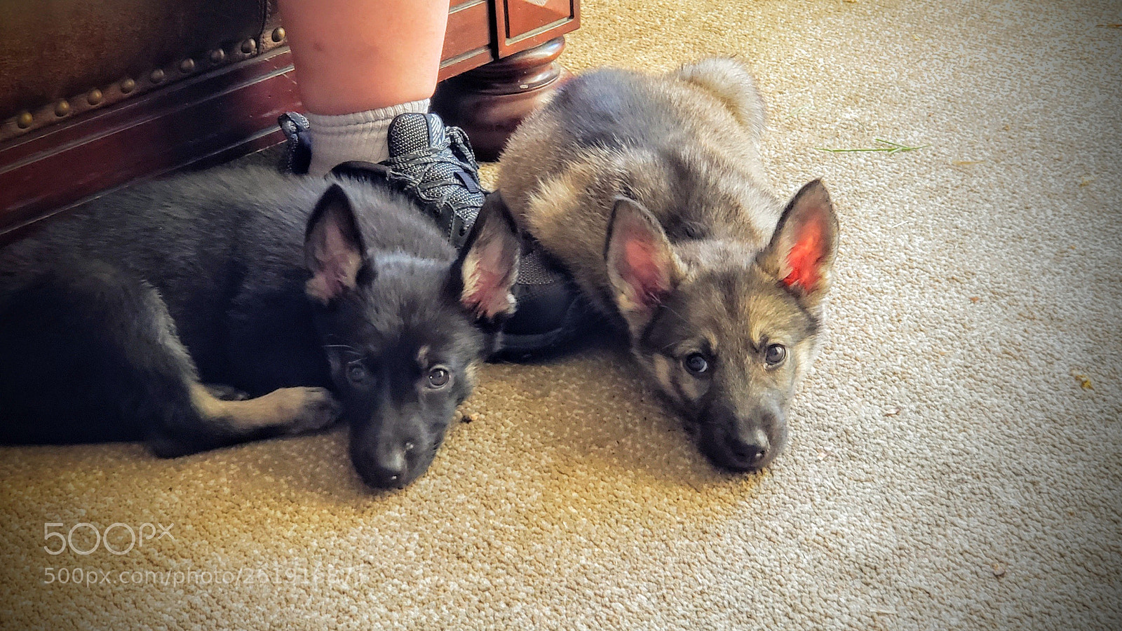 Samsung Galaxy S9+ sample photo. The dynamic duo. photography
