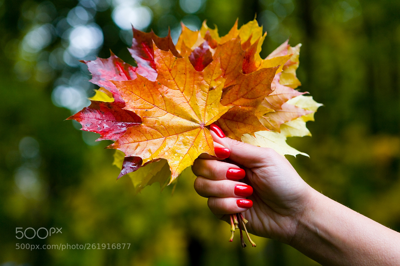 Canon EOS 5D sample photo. A bouquet of wet photography