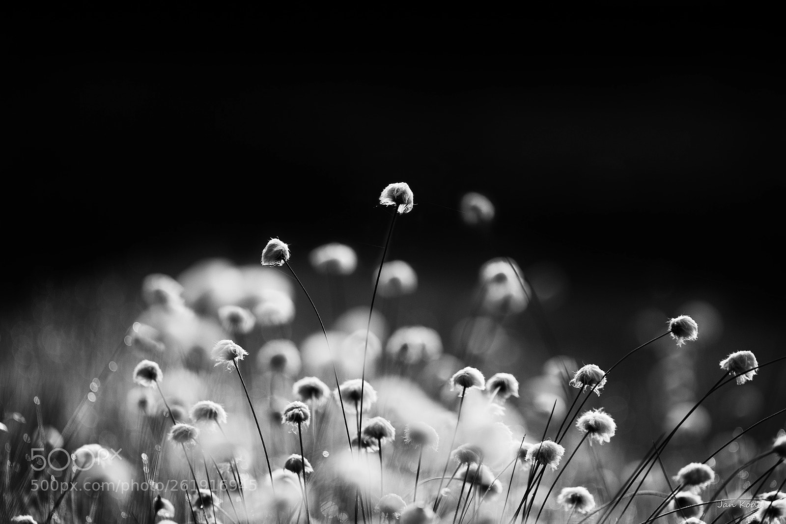 Canon EOS 6D sample photo. Eriophorum photography