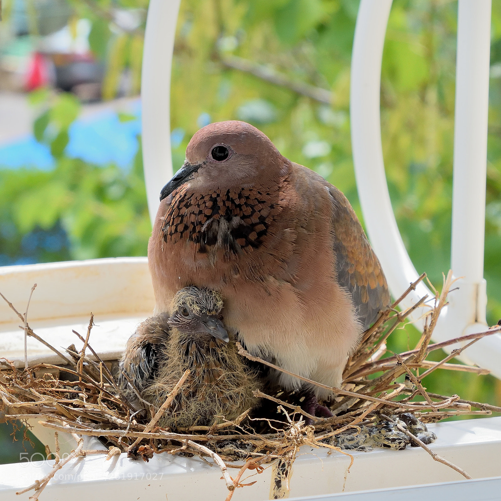 Nikon D3300 sample photo. Pigeon and a chick photography