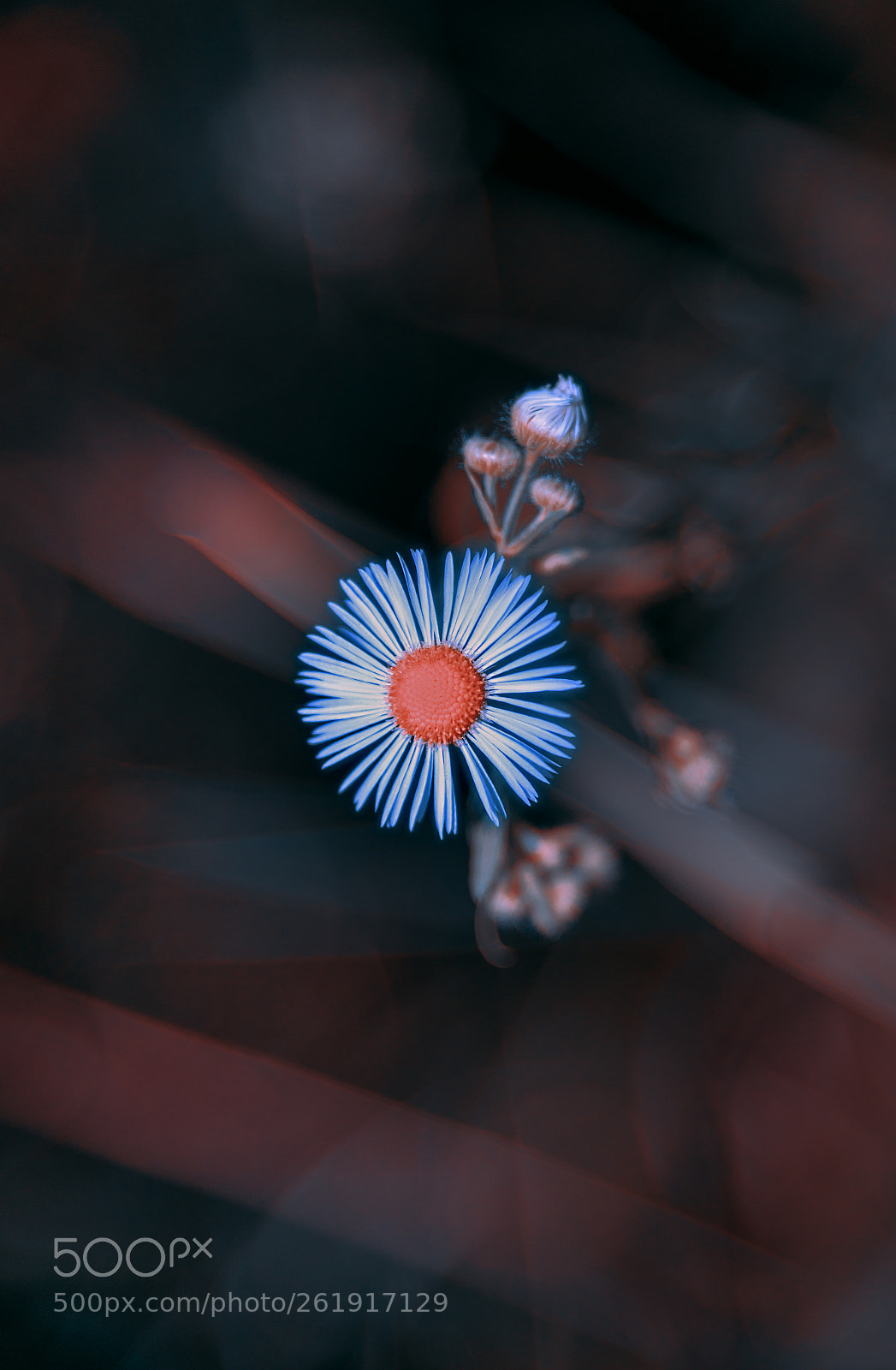 Nikon D610 sample photo. Flower photography
