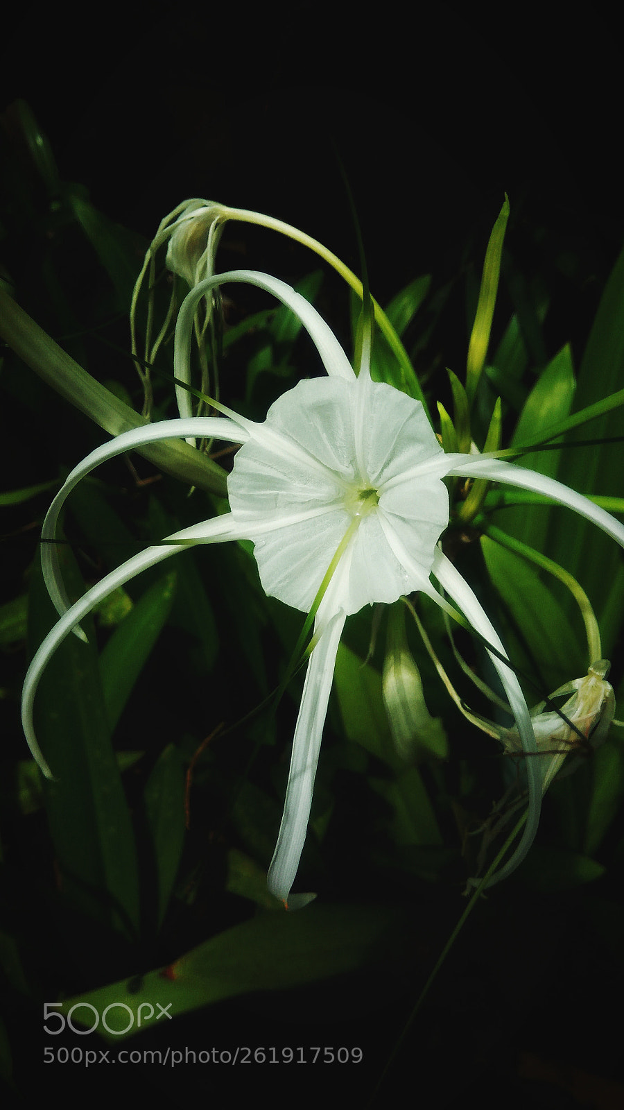 ASUS ZenFone 3 Max (ZC553KL) sample photo. Beautiful of white flower photography