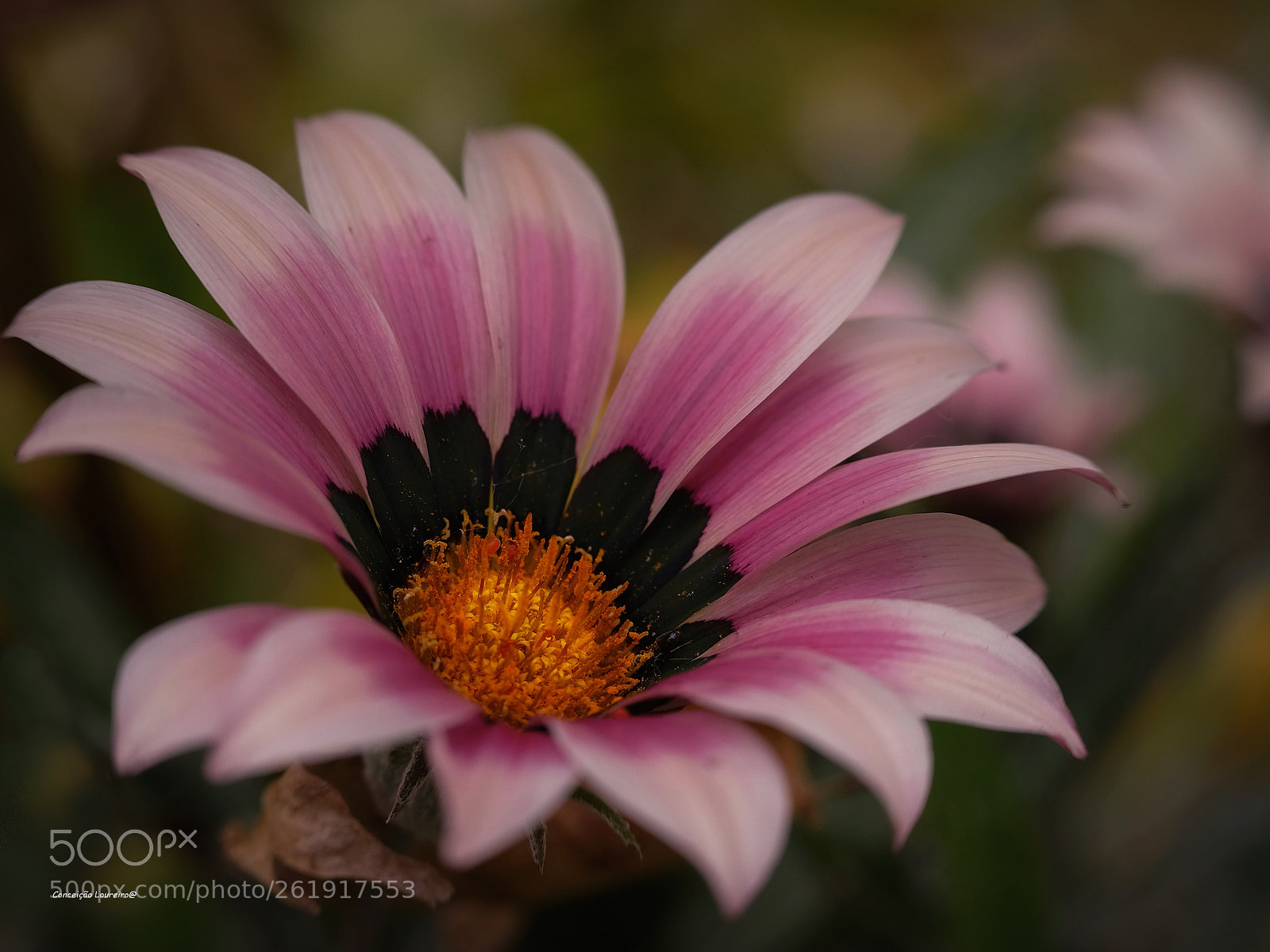 Fujifilm X-T20 sample photo. Sringtime photography