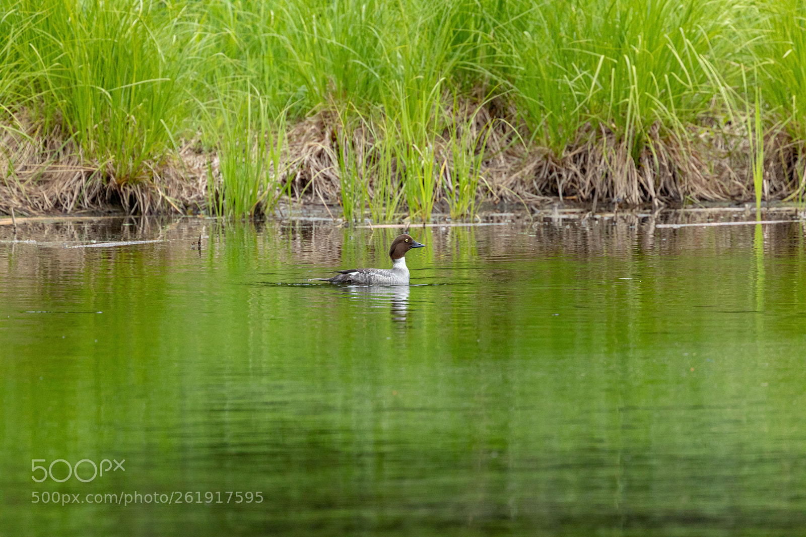 Canon EOS 5D Mark IV sample photo. Goldeneye photography