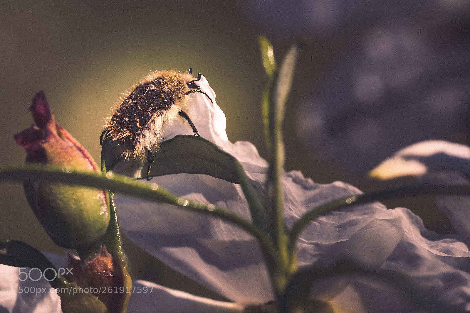 Canon EOS 5D Mark IV sample photo. Untitled photography