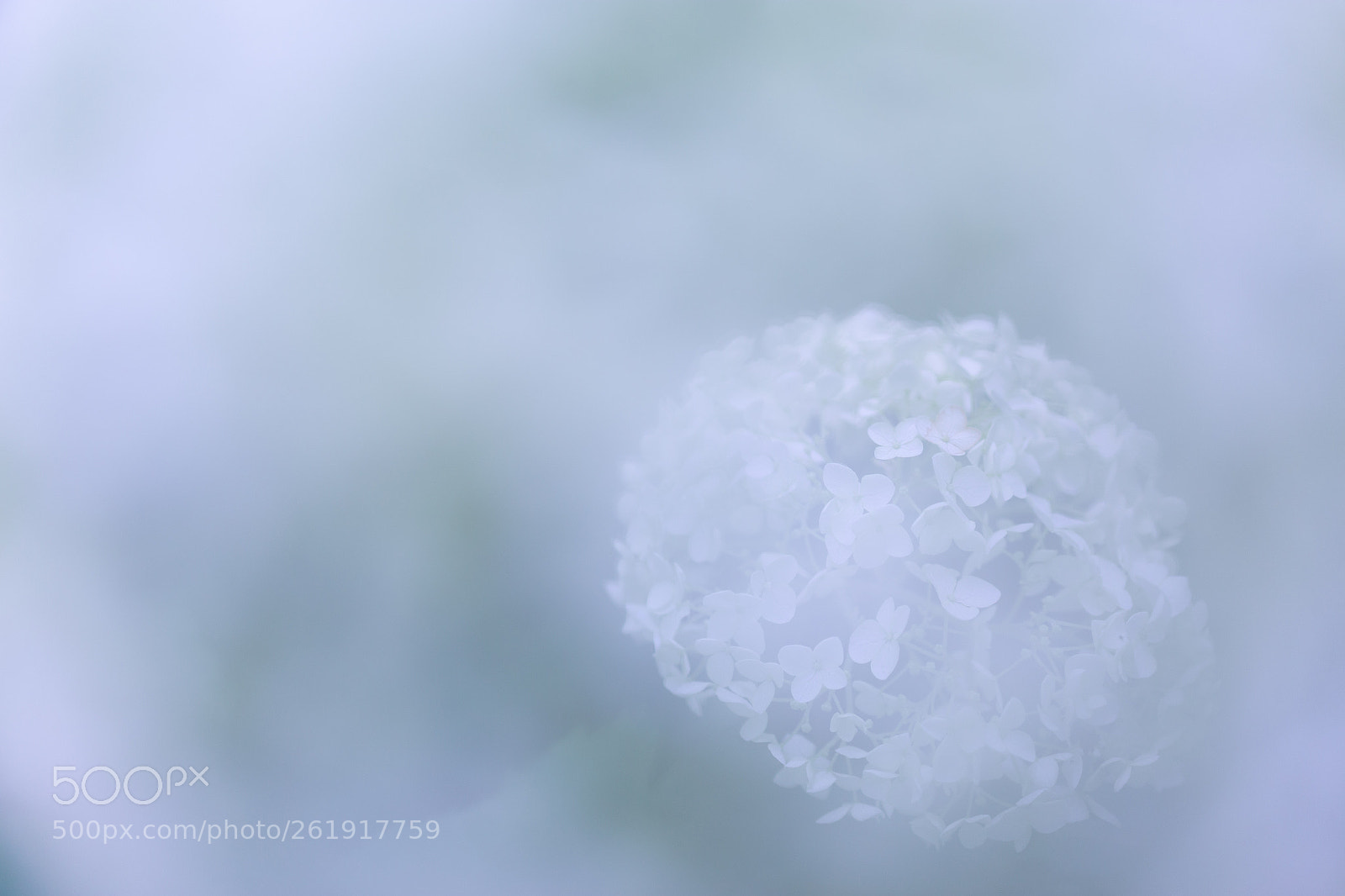 Canon EOS 6D sample photo. Hydrangea photography