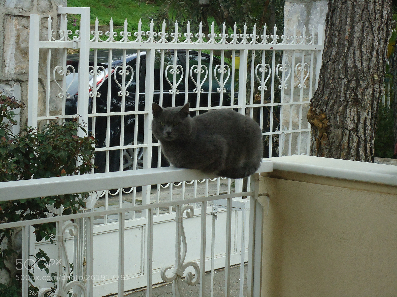 Sony Cyber-shot DSC-W320 sample photo. Grey cat photography