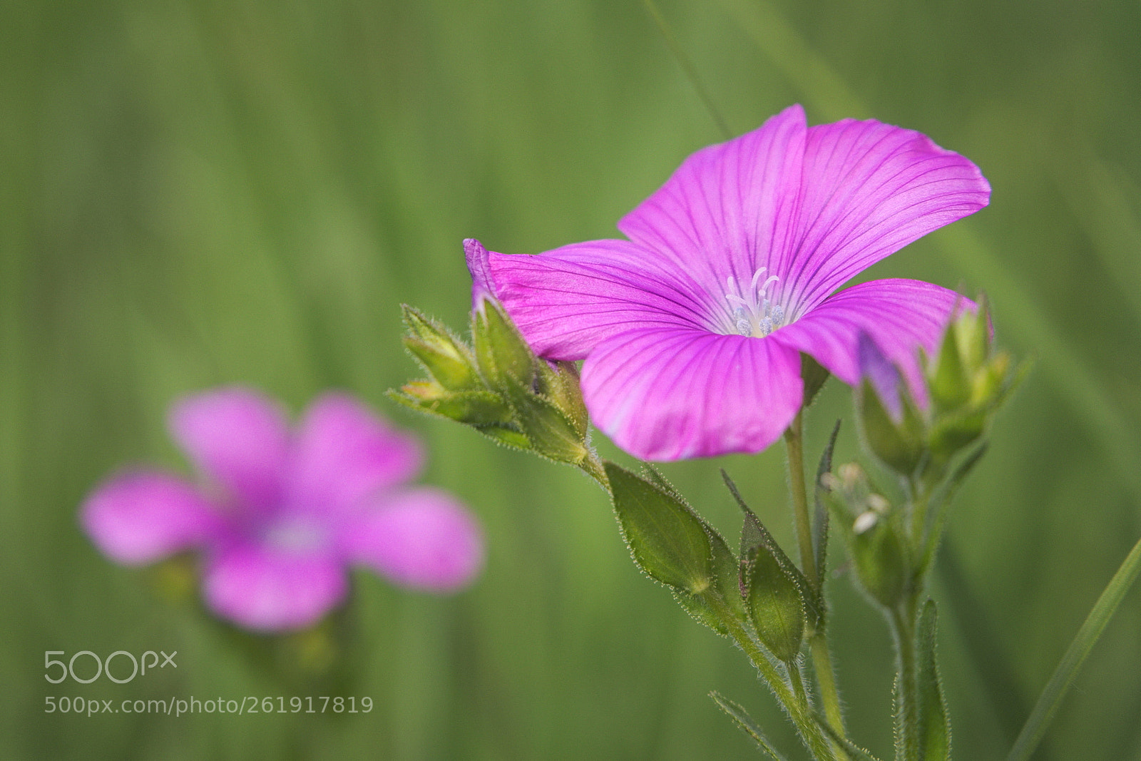 Olympus PEN E-PL5 sample photo. The little pink one photography