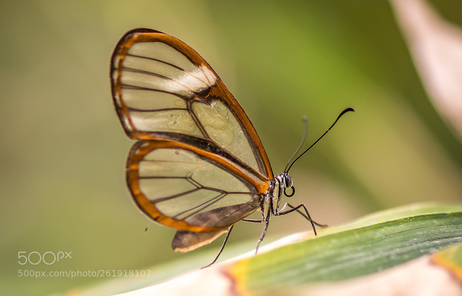Nikon D500 sample photo. Clearwing photography