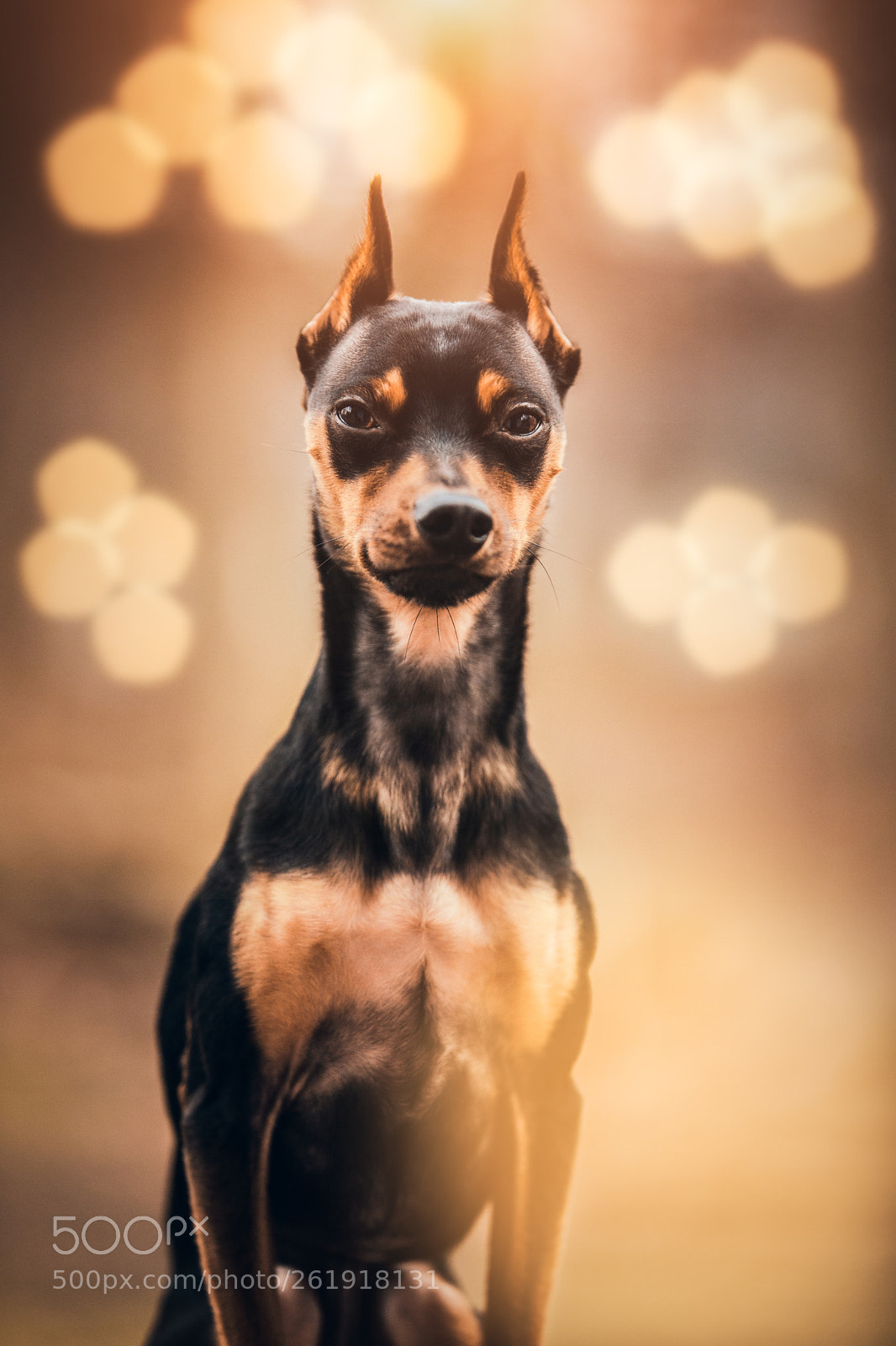 Canon EOS 6D Mark II sample photo. King pin photography