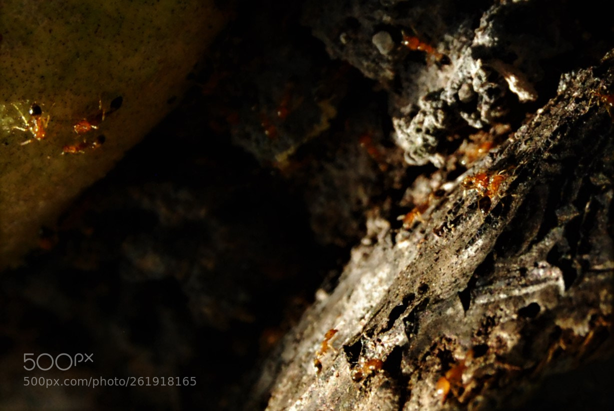 Nikon D40X sample photo. Big little world photography